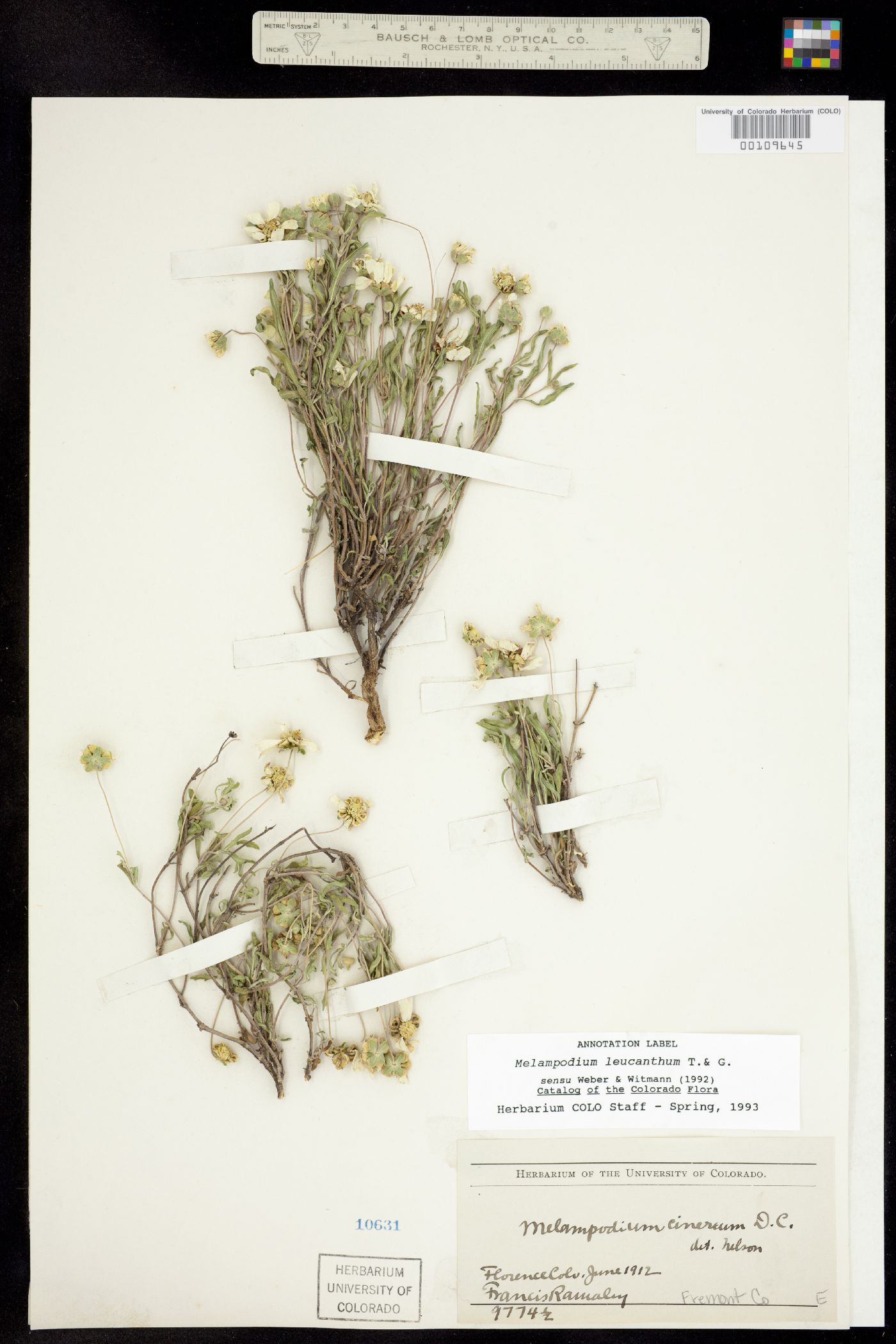Melampodium leucanthum image