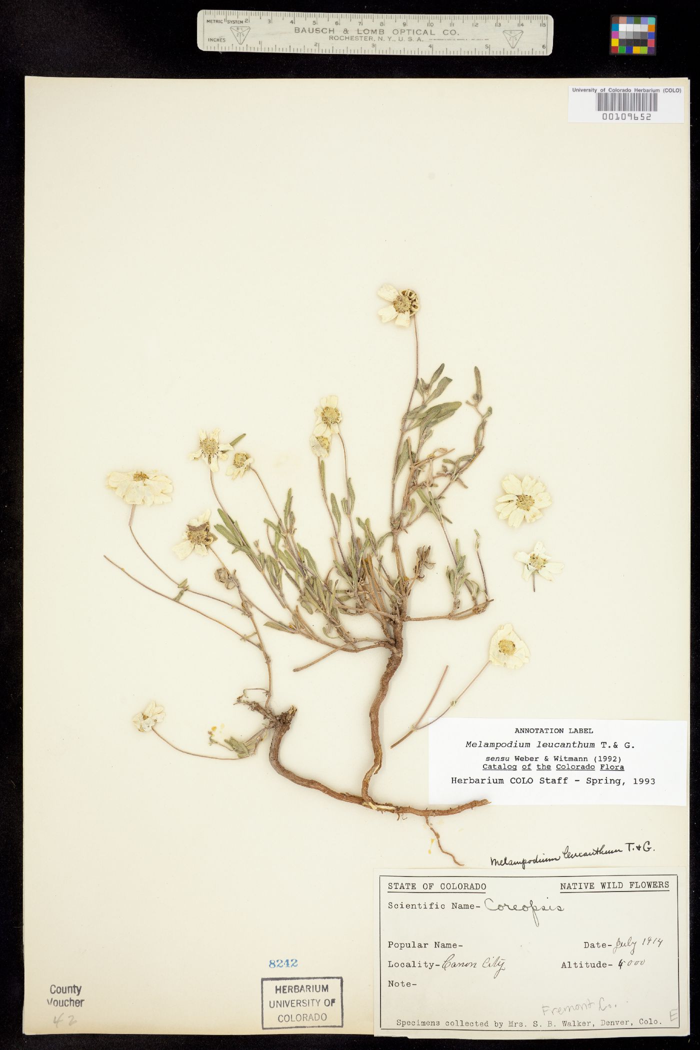 Melampodium leucanthum image