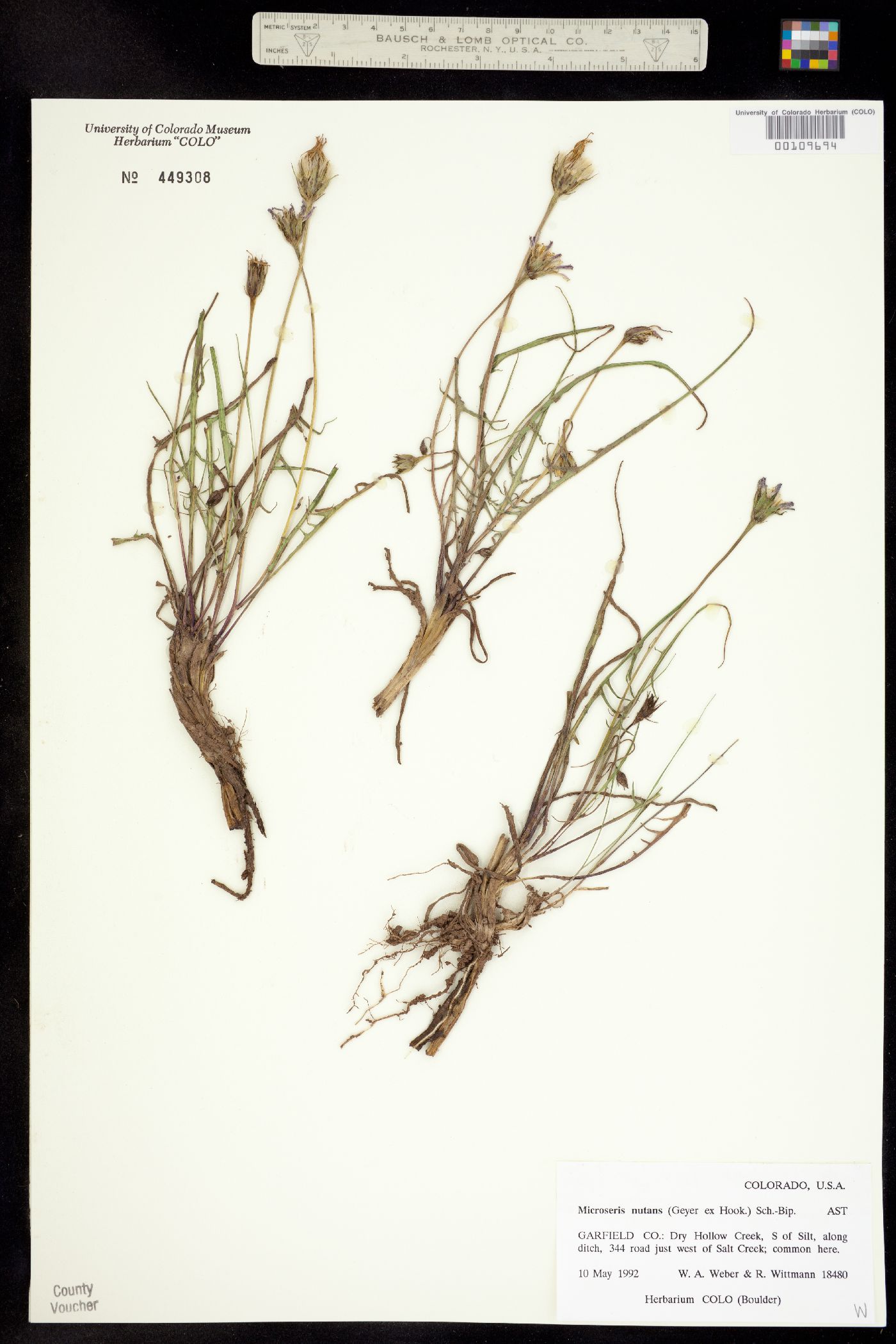Microseris nutans image