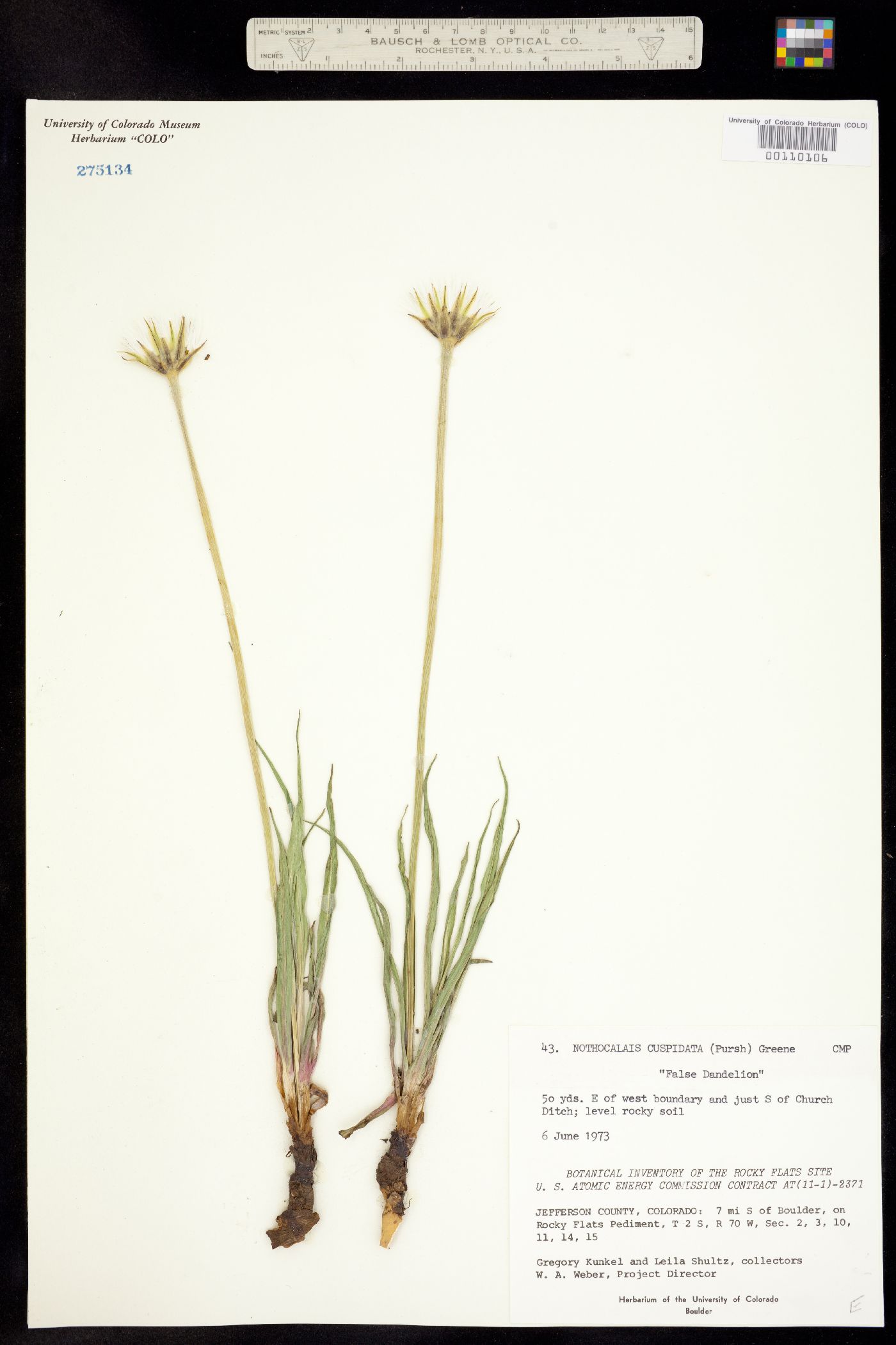 Nothocalais cuspidata image