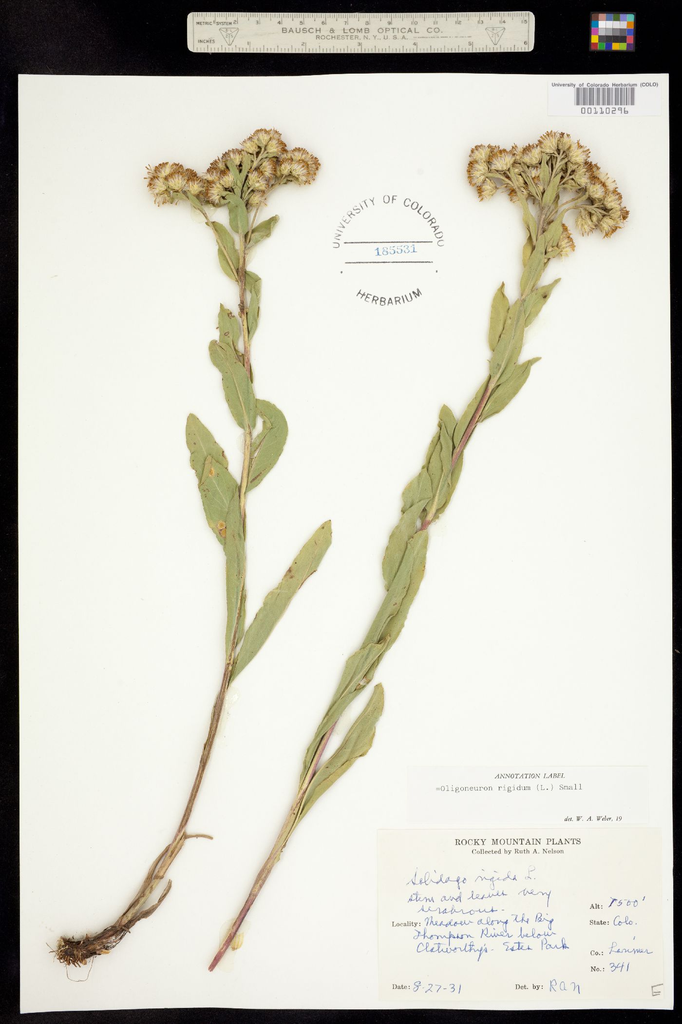 Solidago rigida image