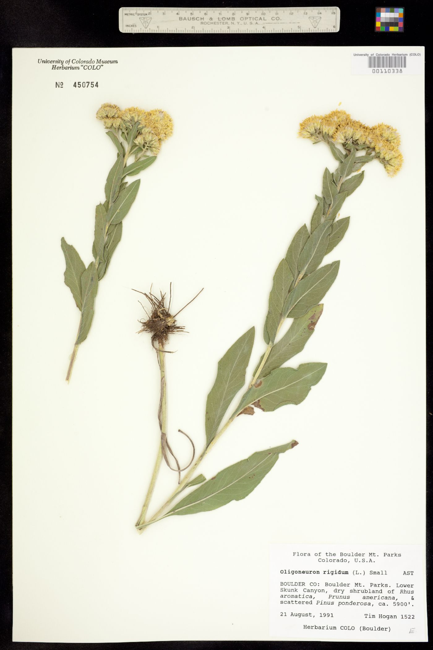 Solidago rigida image