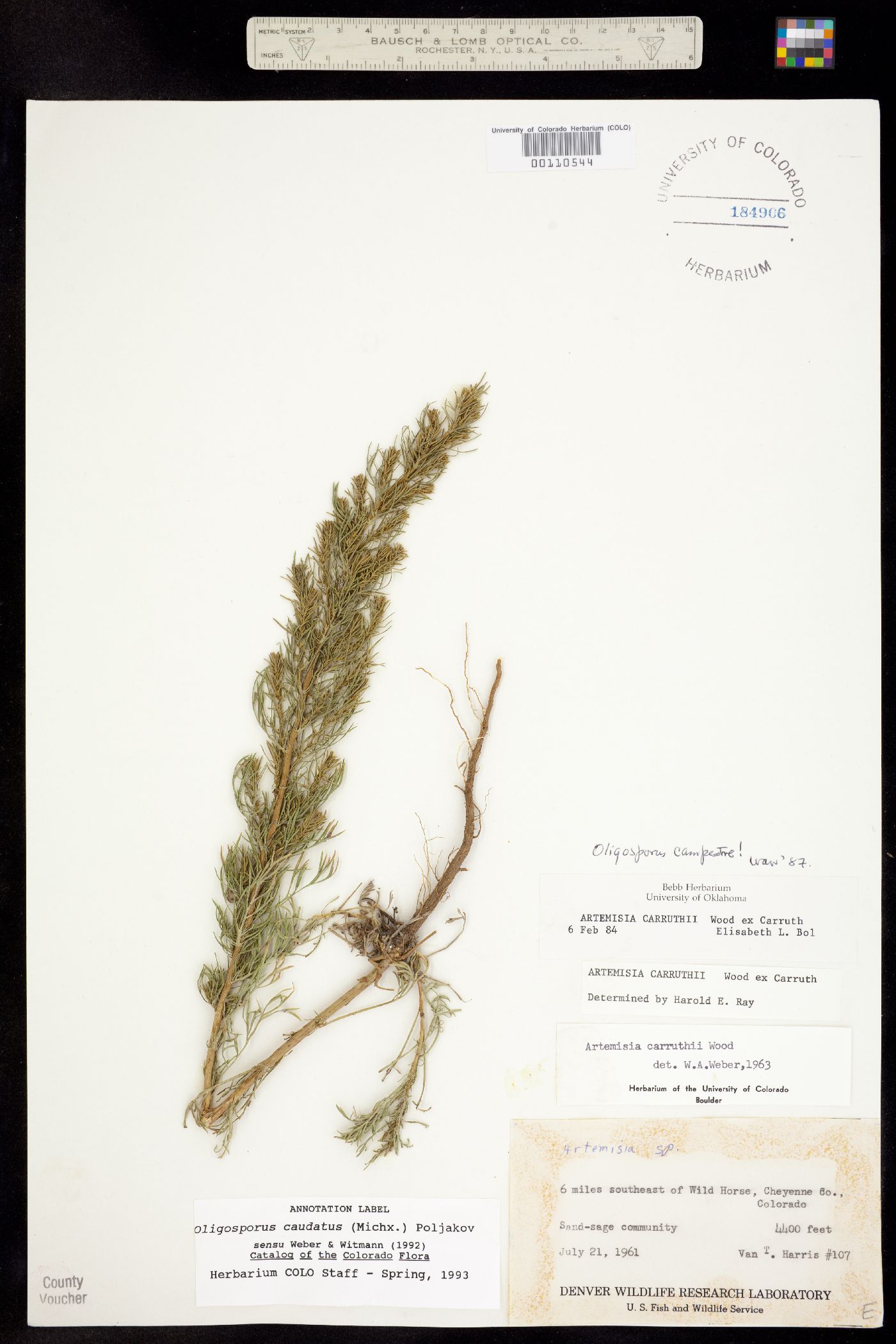 Oligosporus caudatus image