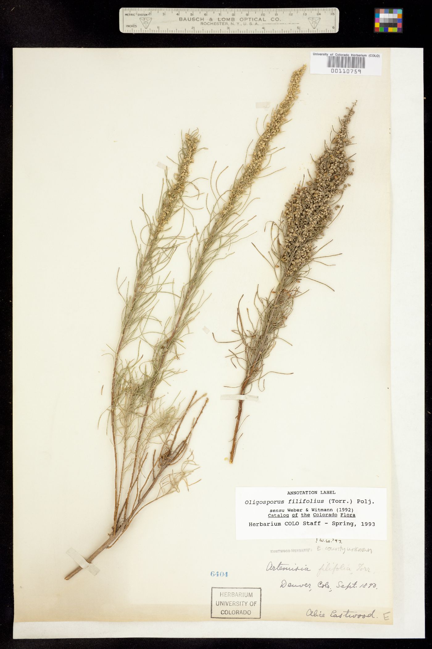 Artemisia image