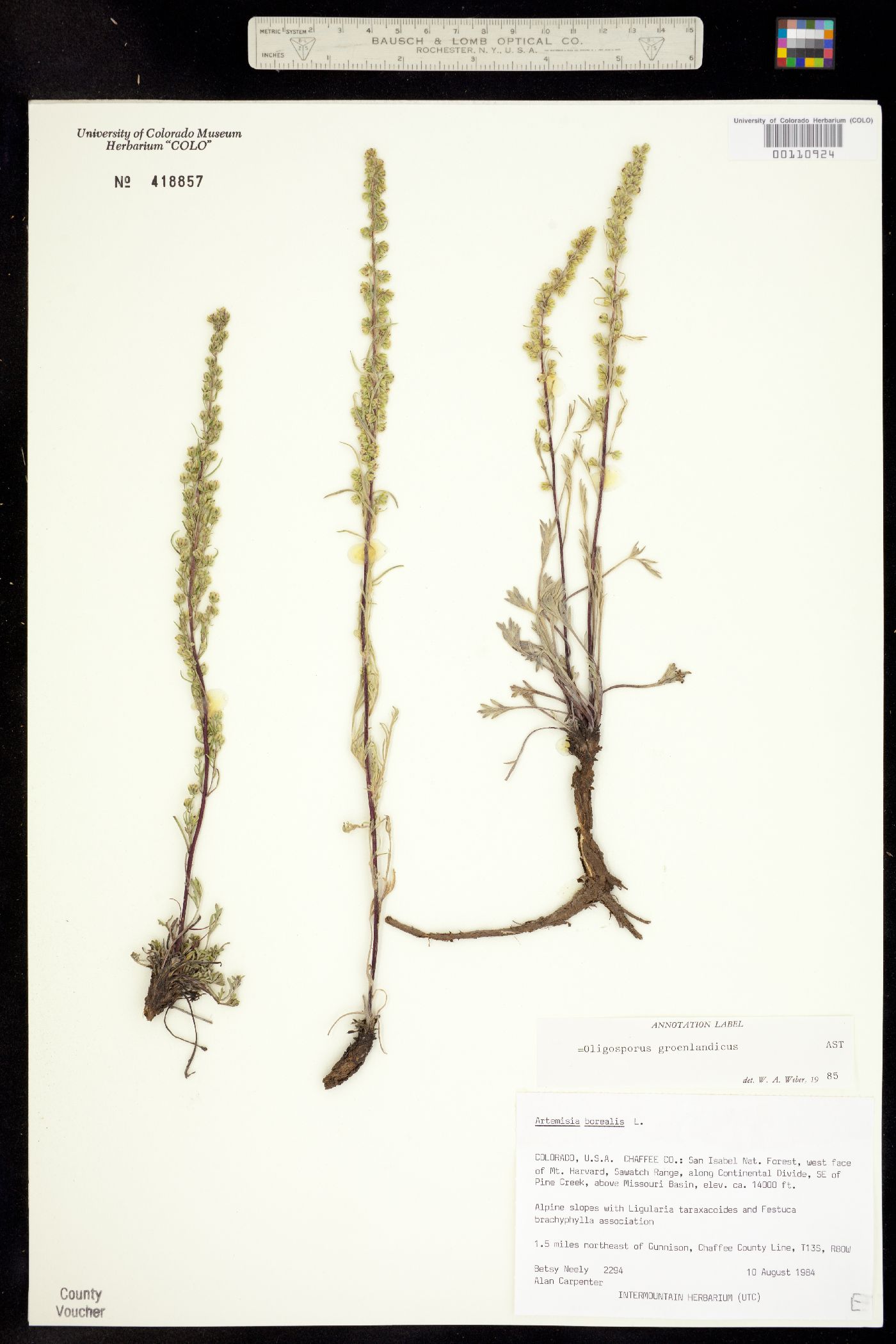 Oligosporus groenlandicus image