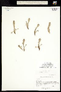 Oligosporus groenlandicus image