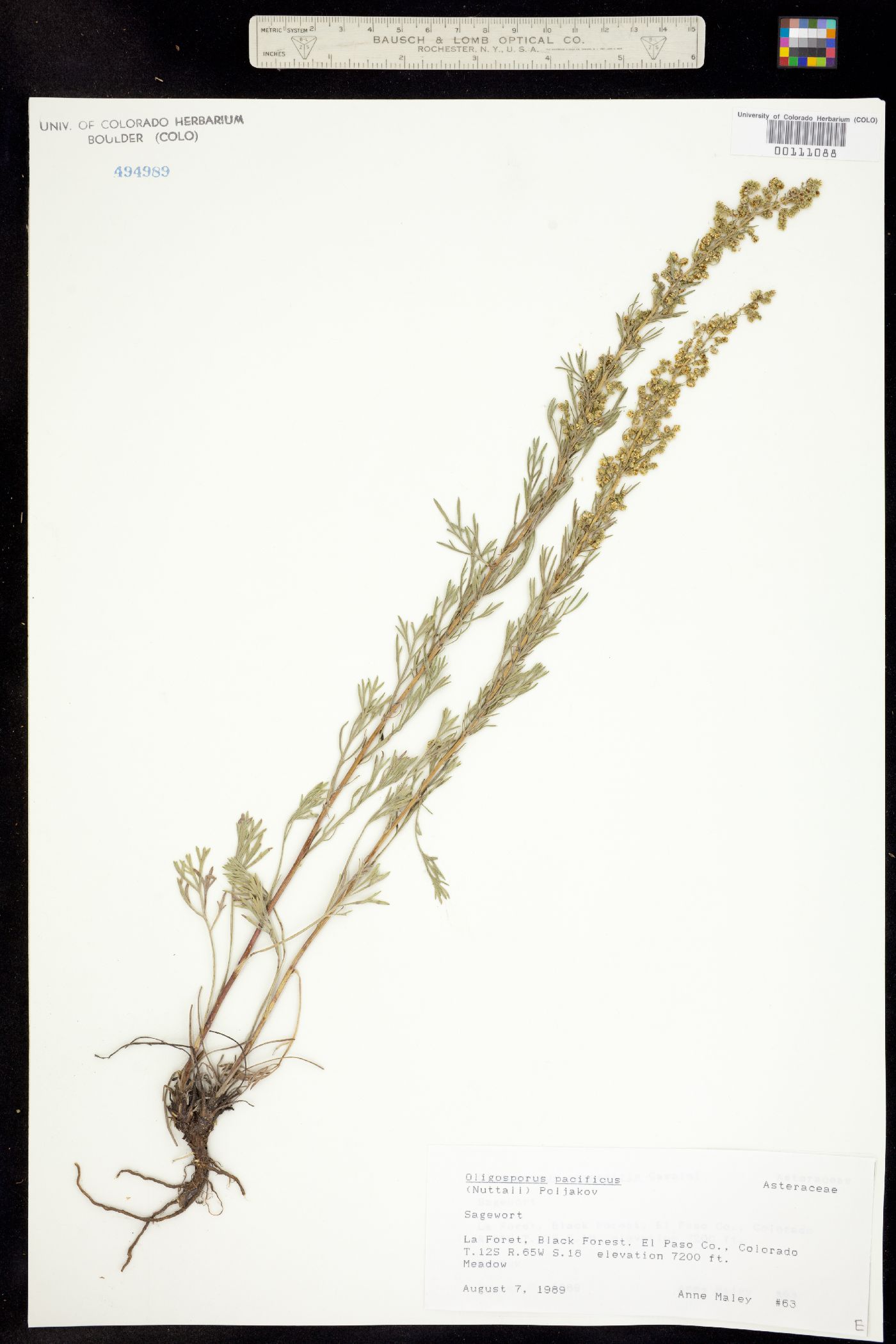 Artemisia campestris var. scouleriana image