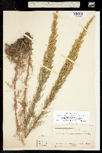Artemisia campestris var. scouleriana image