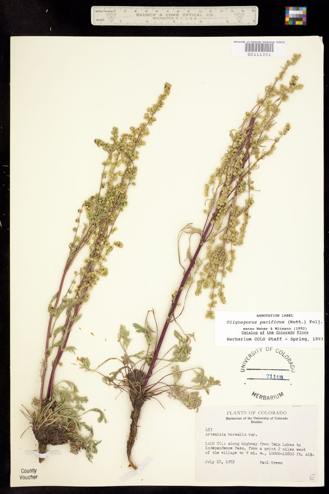 Oligosporus pacificus image