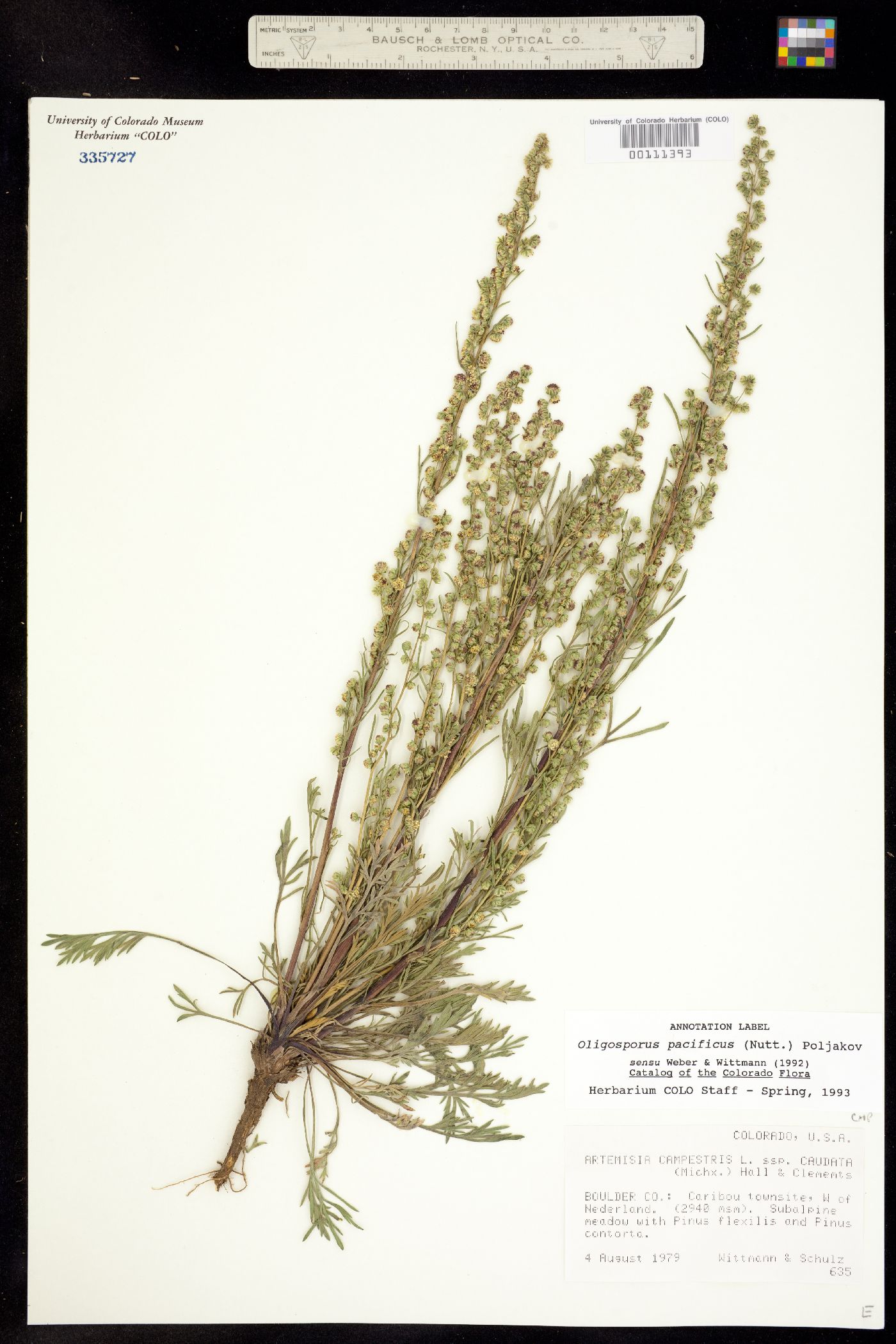 Oligosporus pacificus image