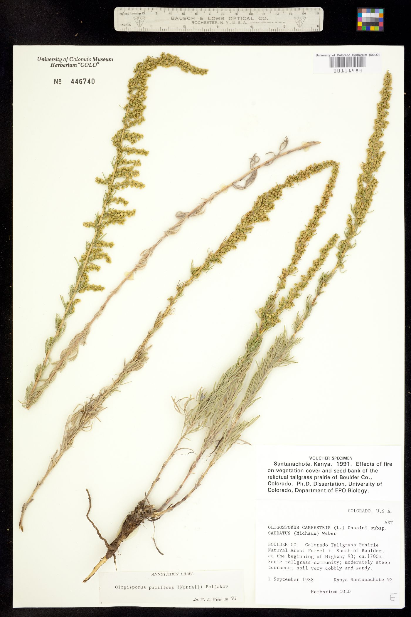 Oligosporus pacificus image