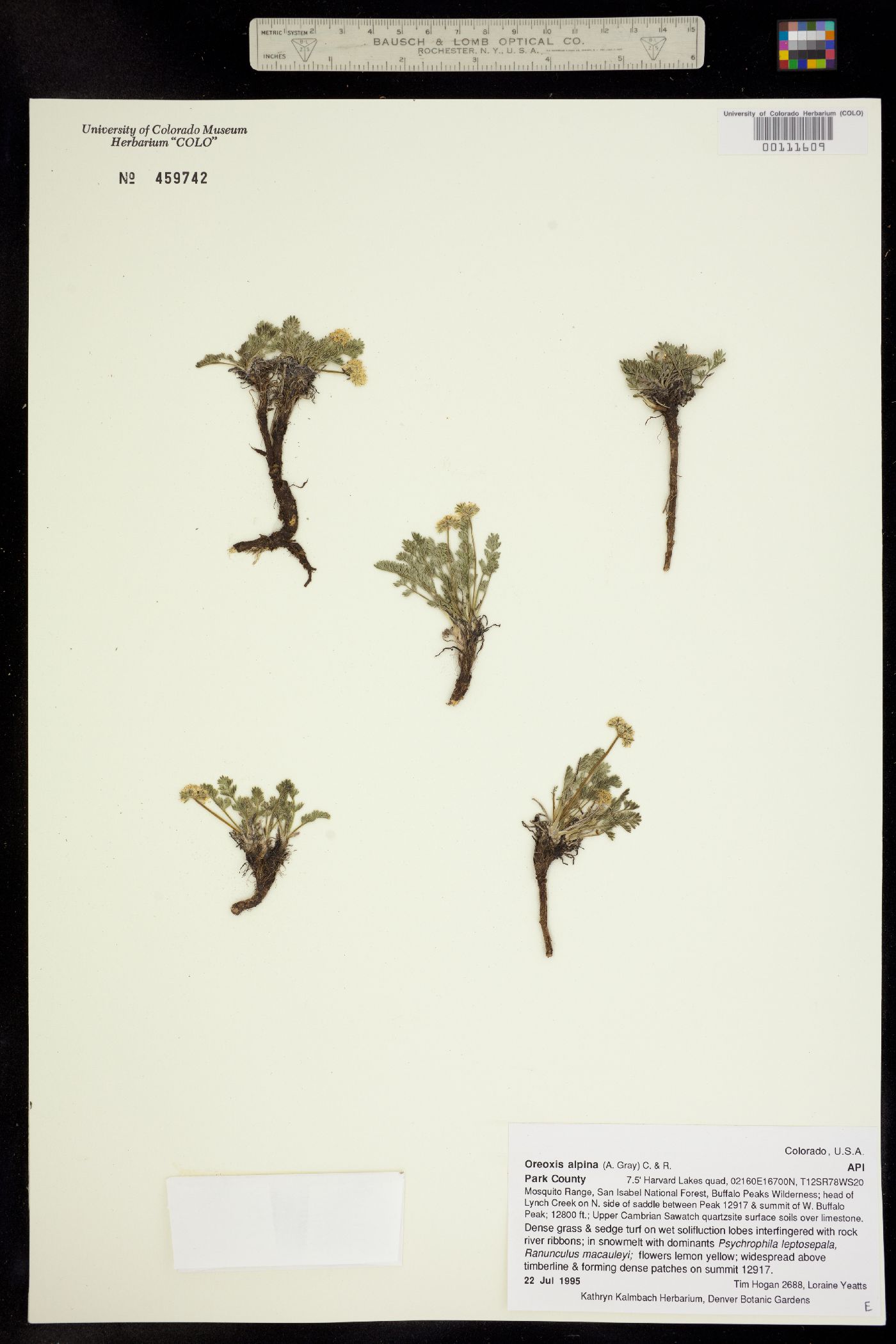 Oreoxis alpina ssp. alpina image