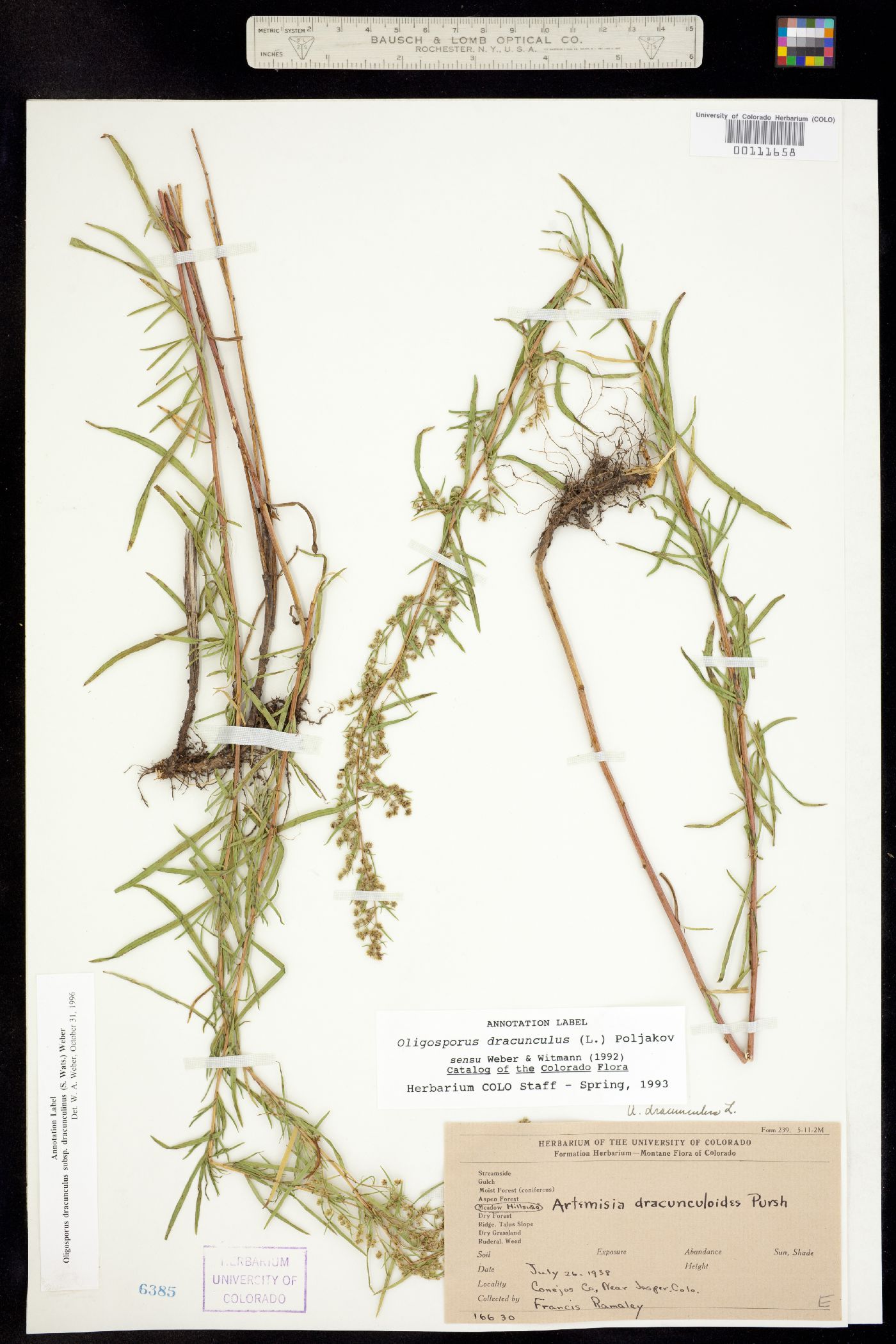 Artemisia dracunculus image