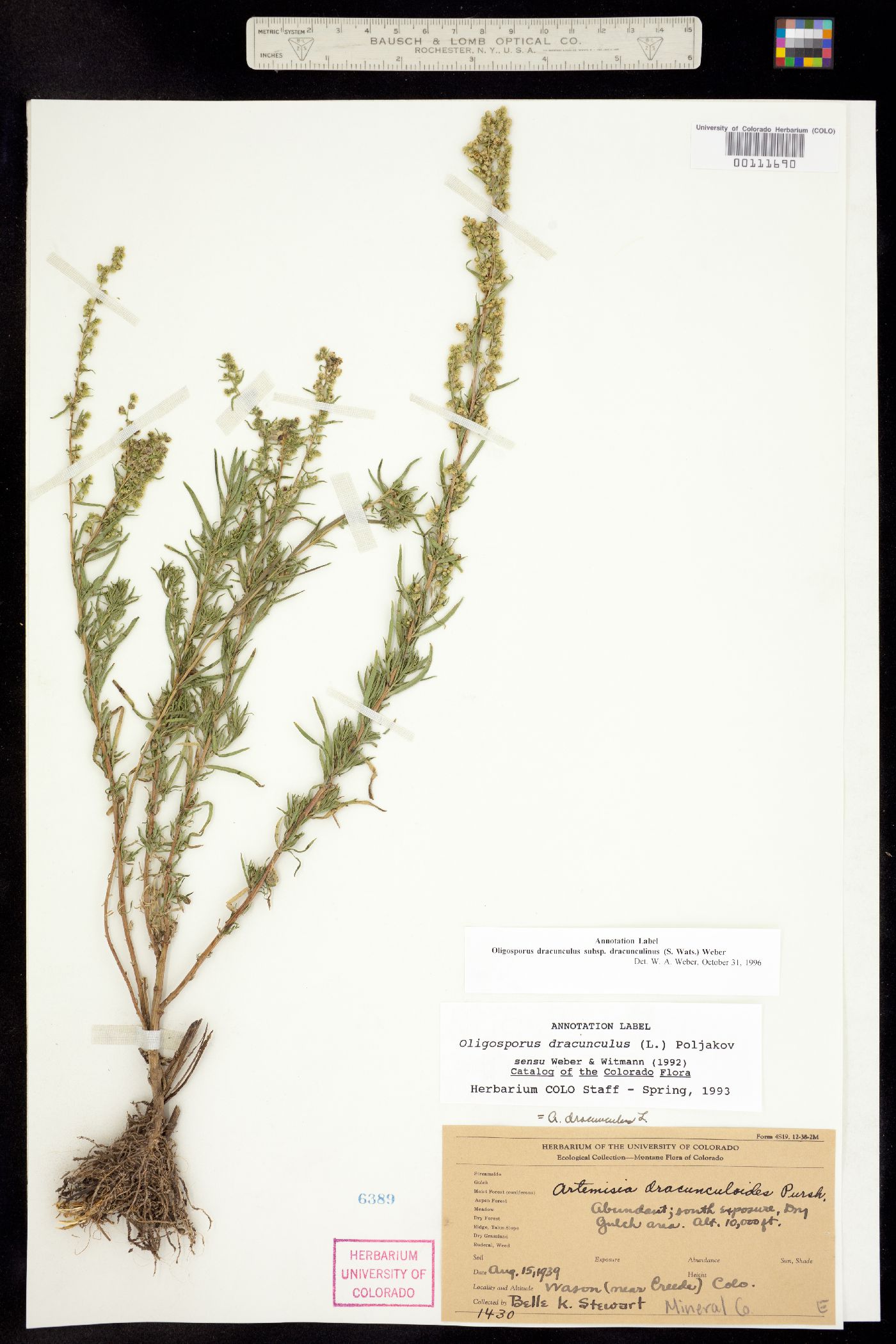 Artemisia dracunculus image