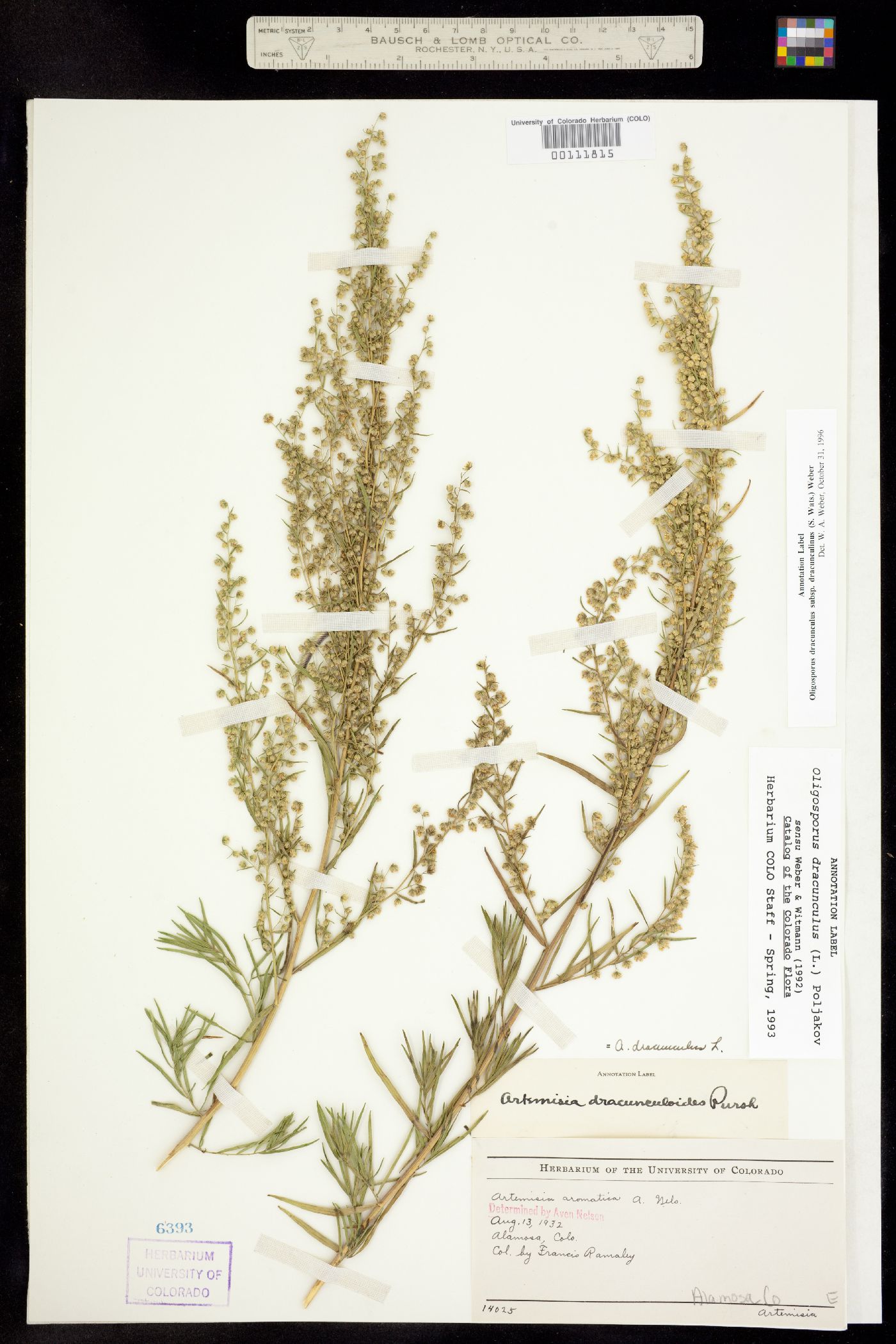 Artemisia dracunculus image