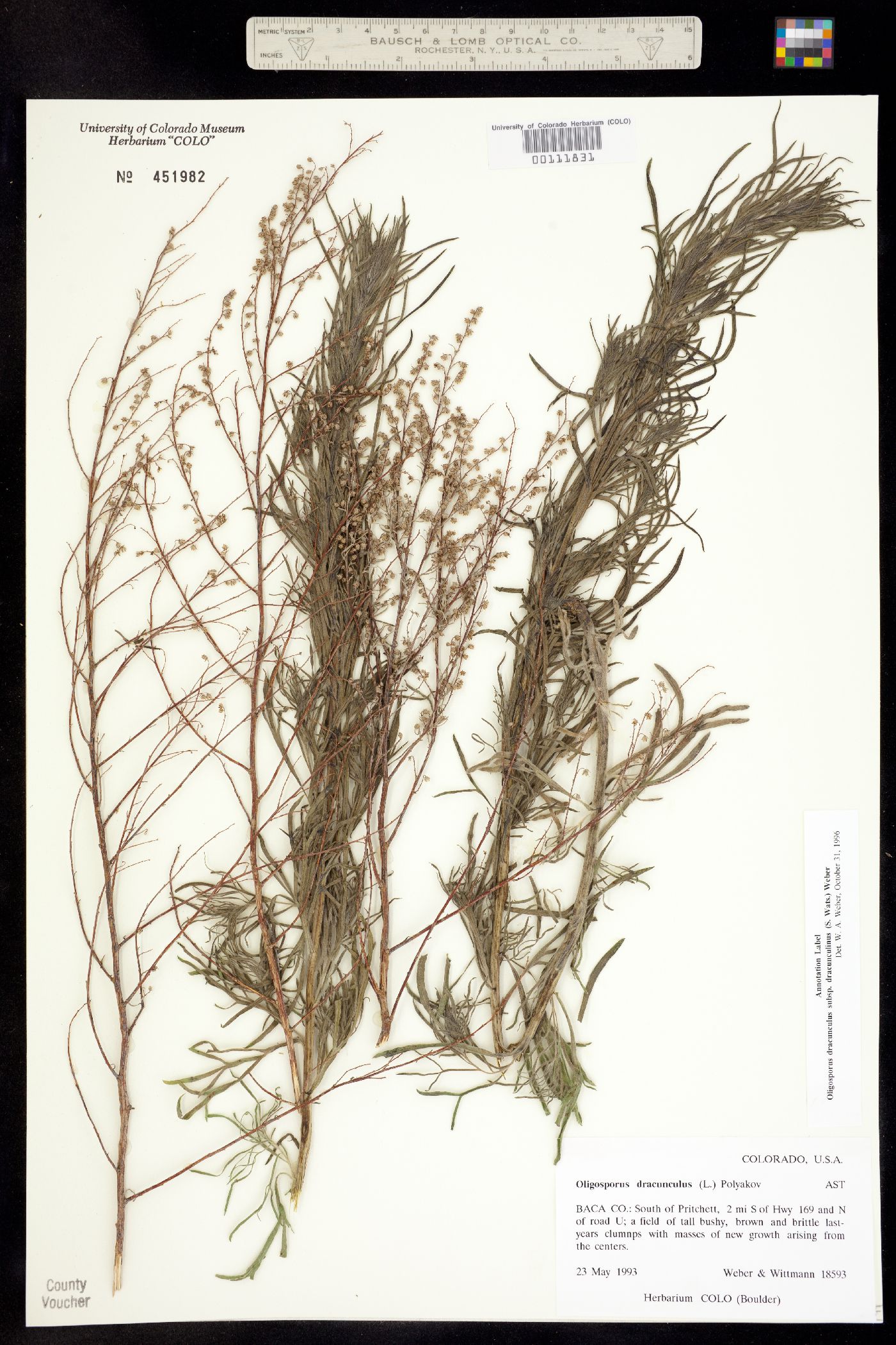 Artemisia dracunculus image