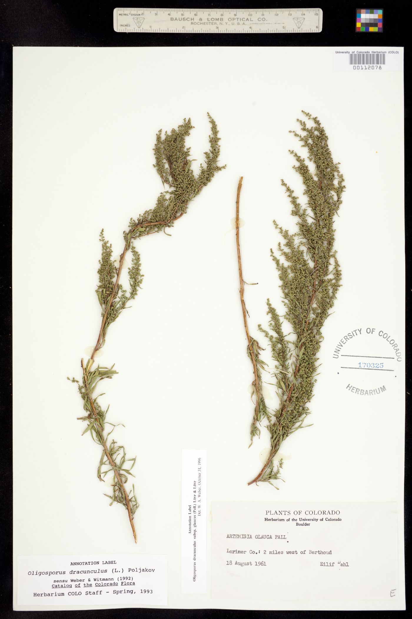 Artemisia dracunculus image