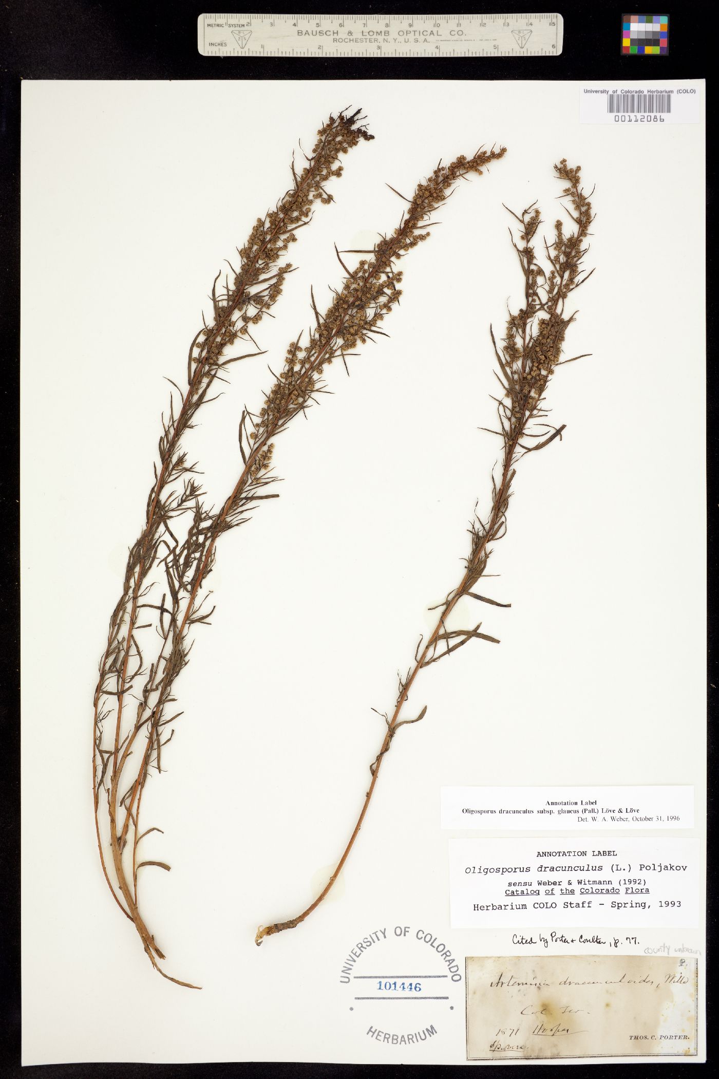 Artemisia dracunculus image