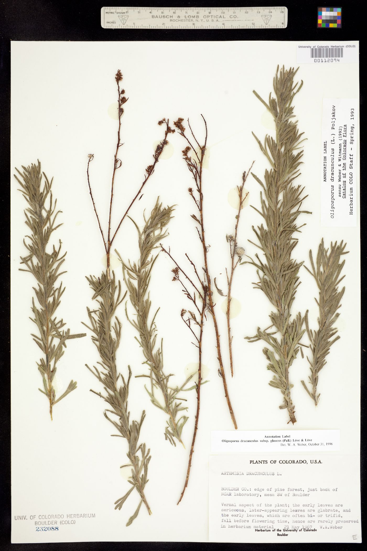 Artemisia dracunculus image