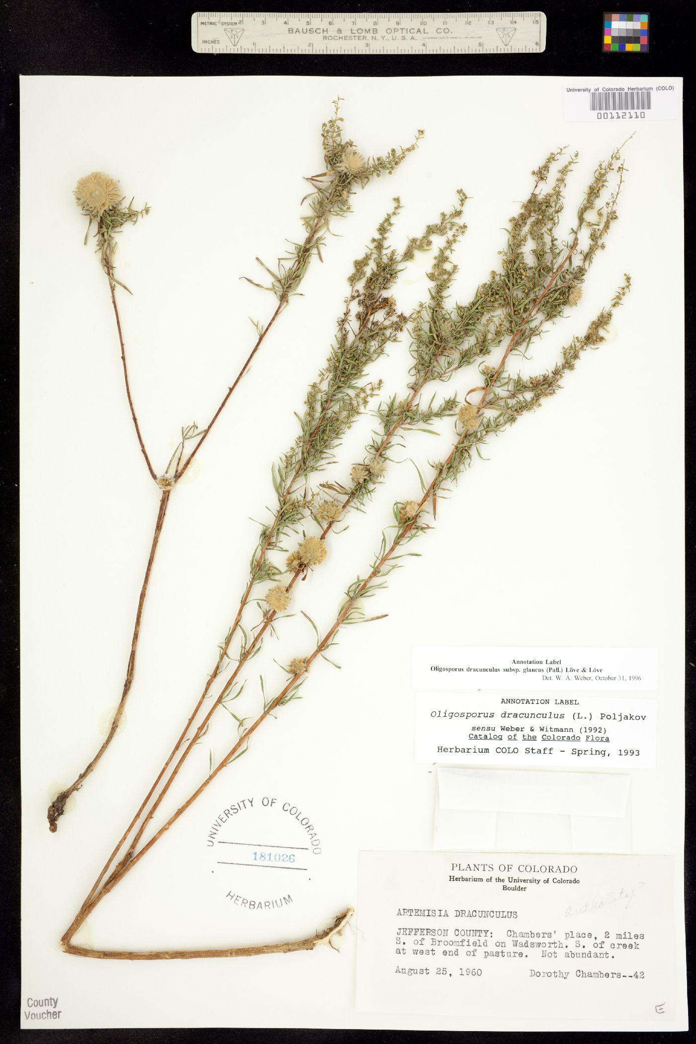Artemisia dracunculus image