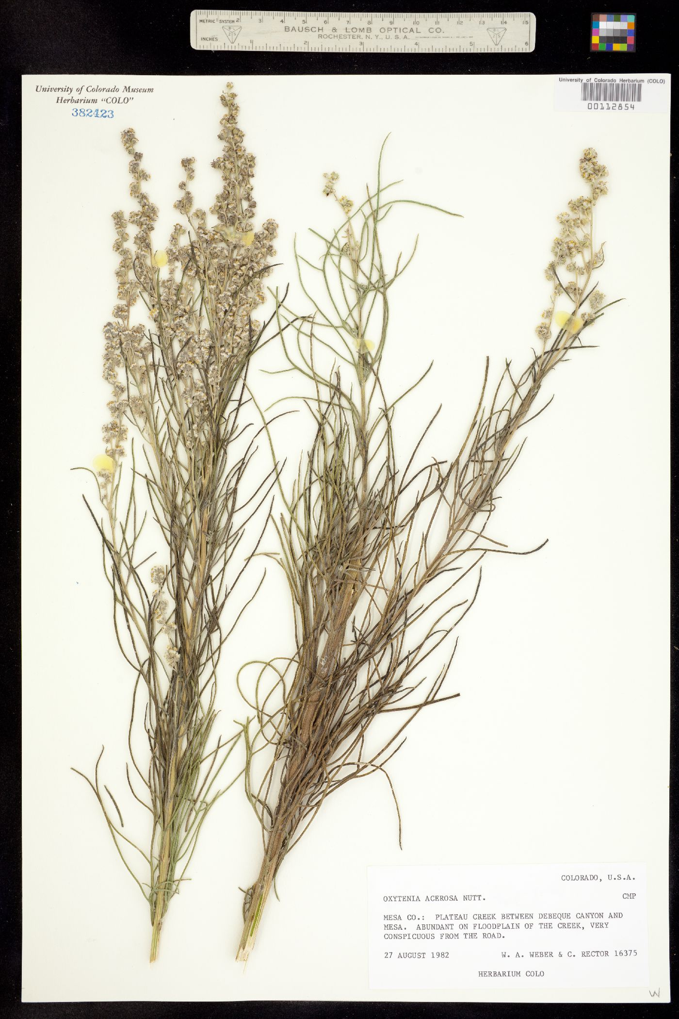 Oxytenia acerosa image