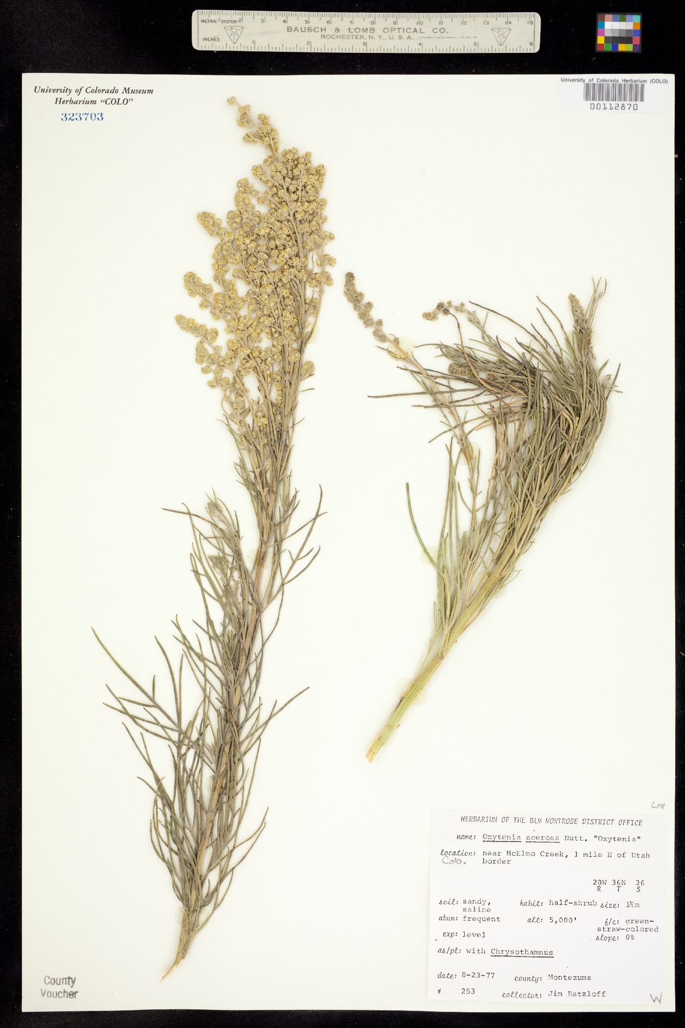 Oxytenia image