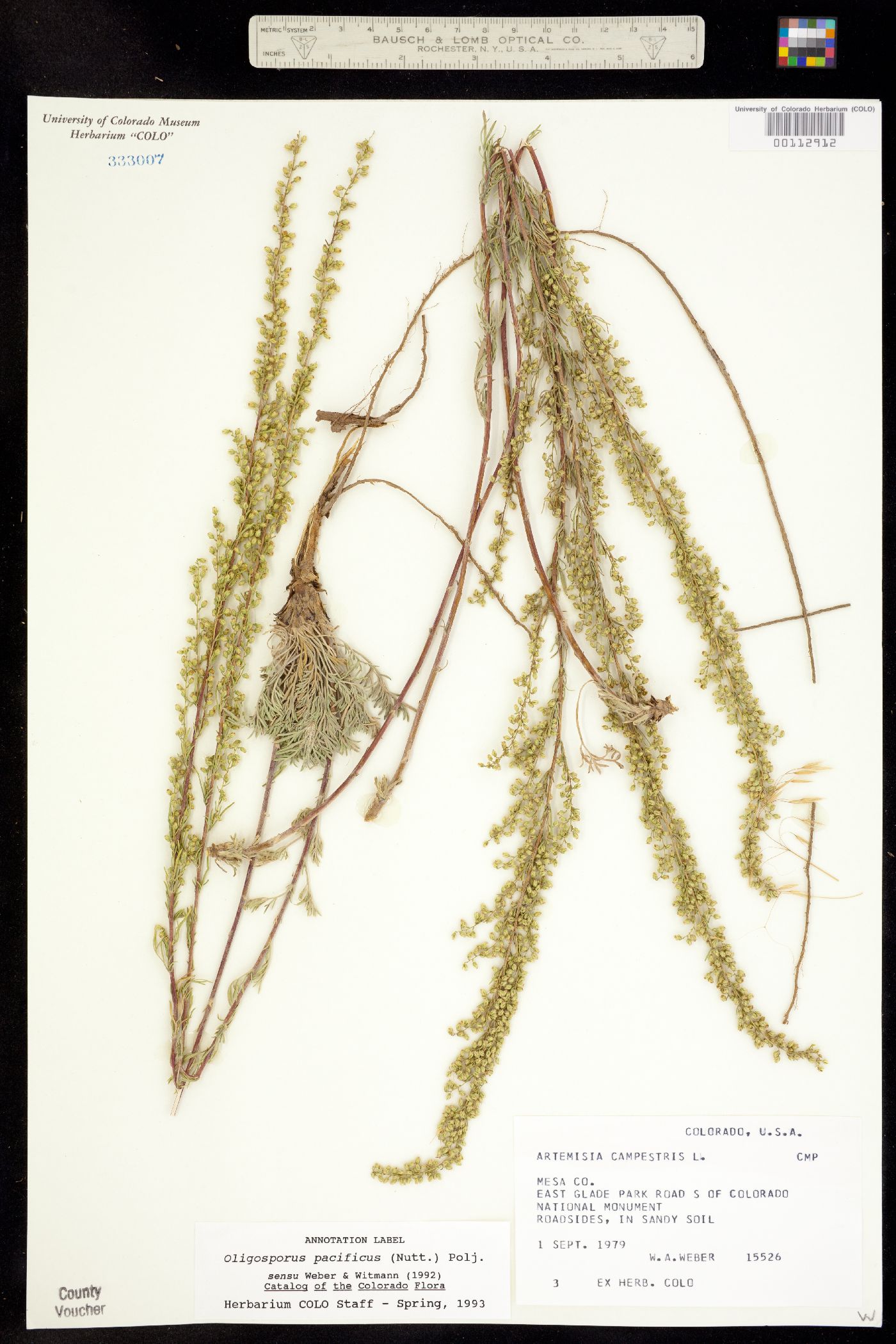 Oligosporus pacificus image