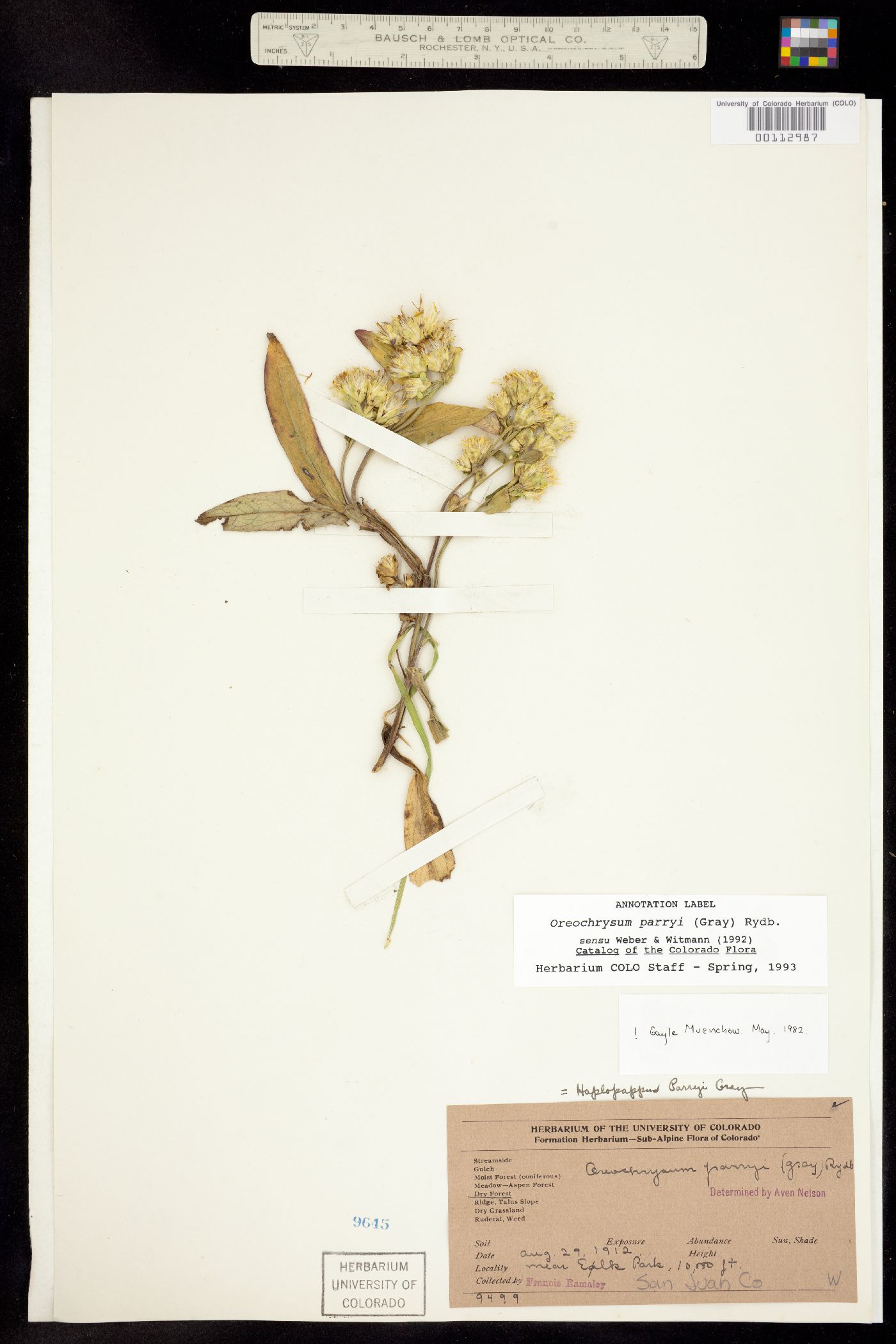 Oreochrysum image