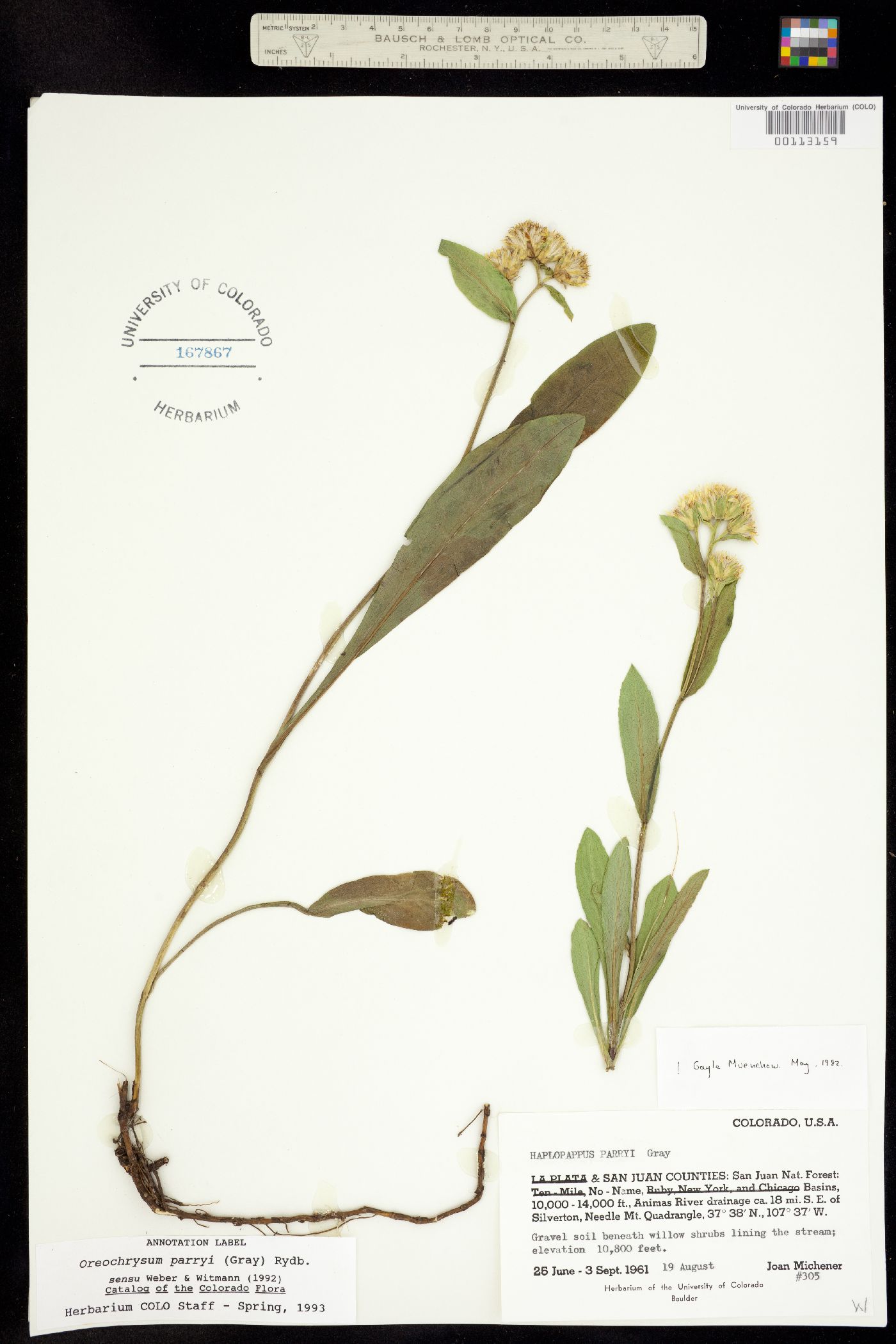 Oreochrysum parryi image