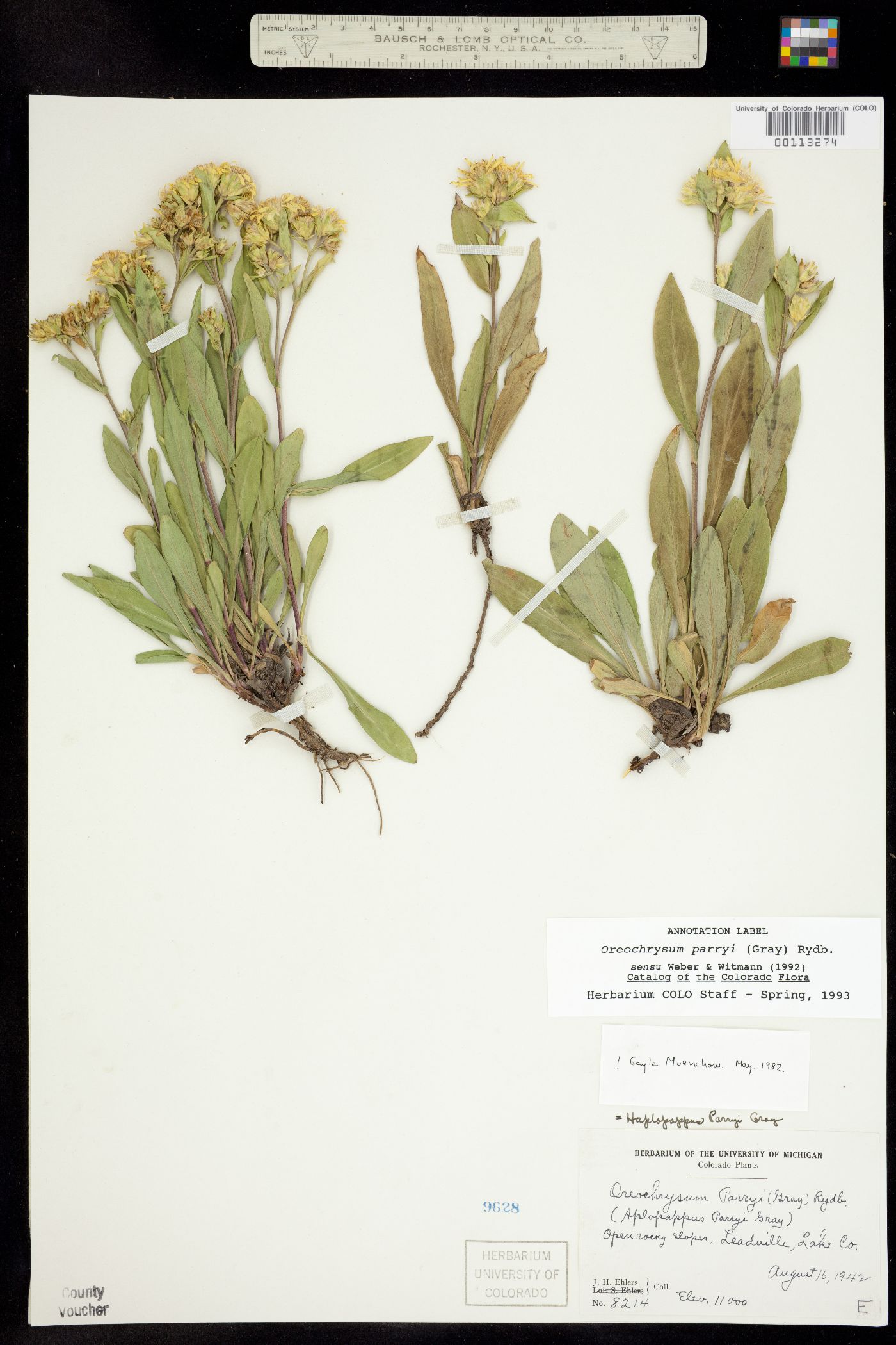 Oreochrysum parryi image