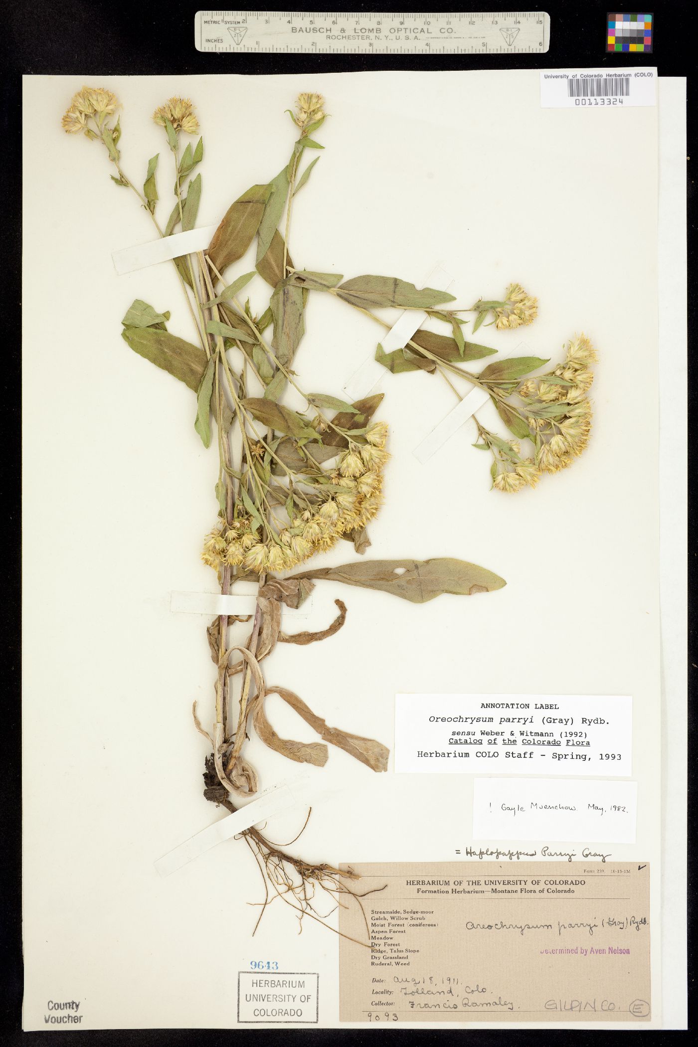 Oreochrysum parryi image