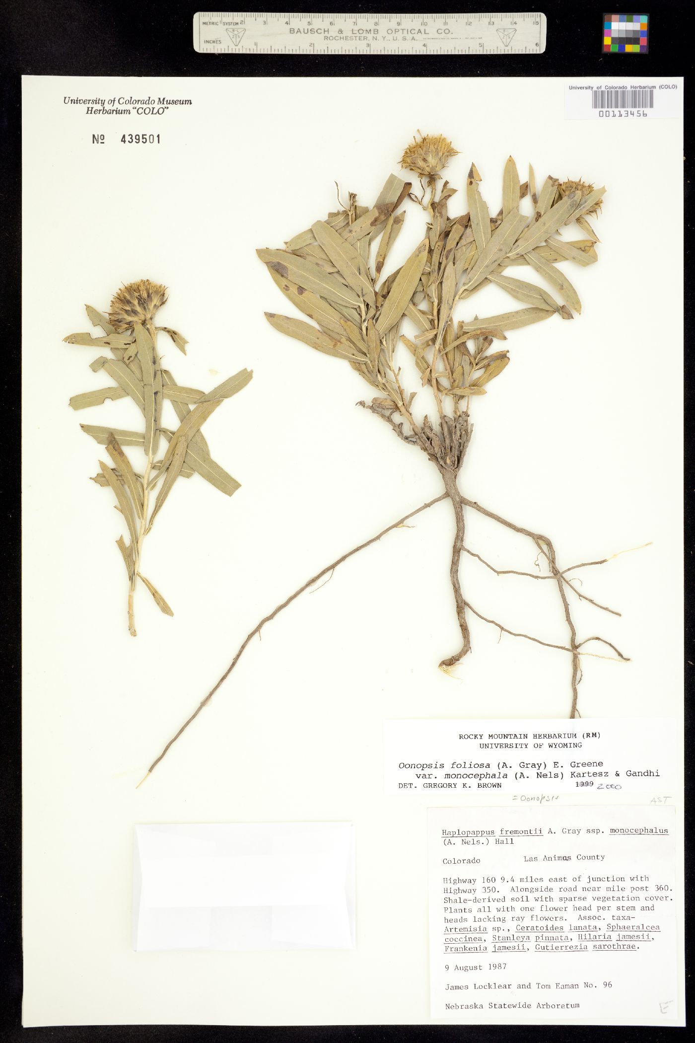 Oönopsis foliosa var. monocephala image
