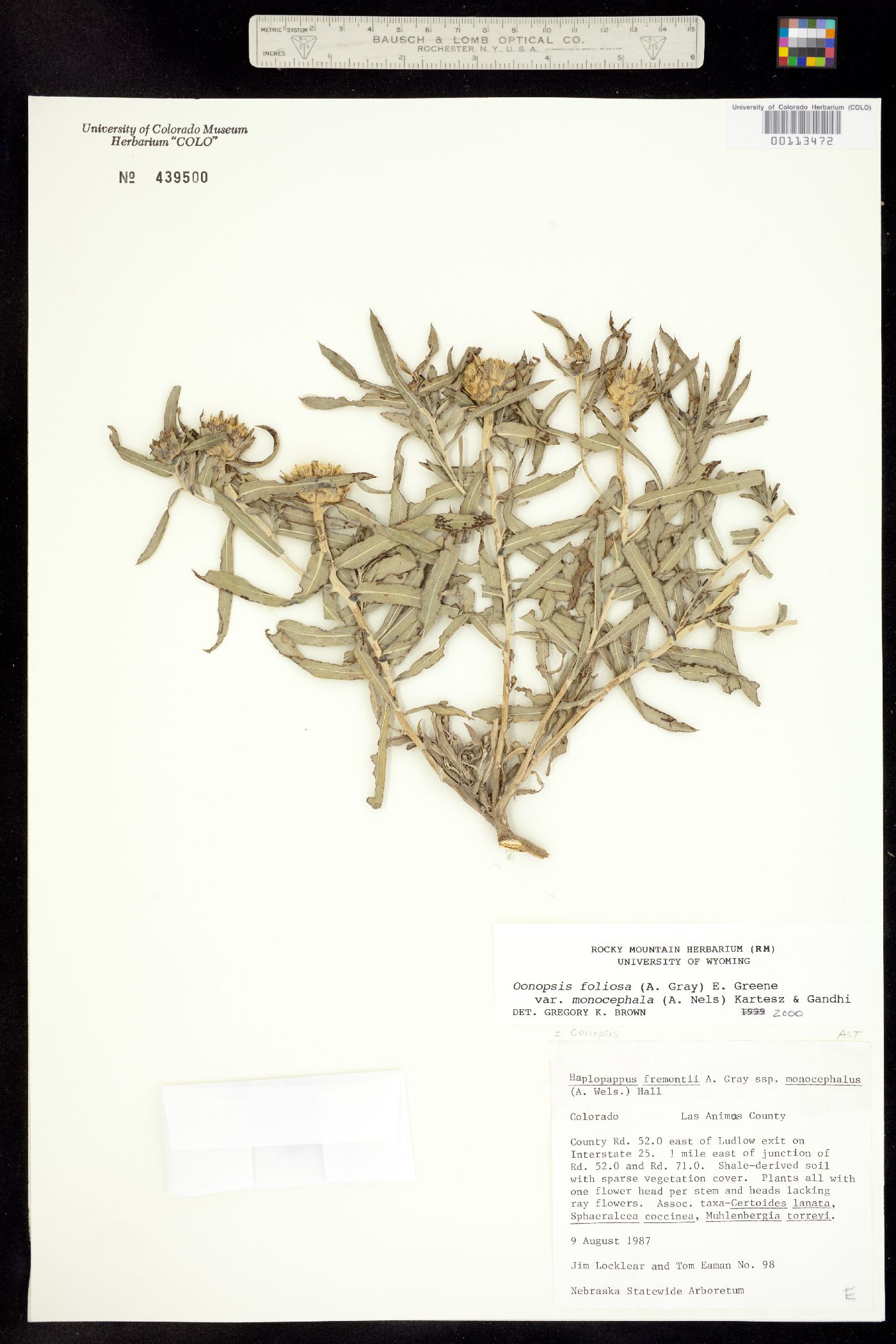 Oönopsis foliosa var. monocephala image