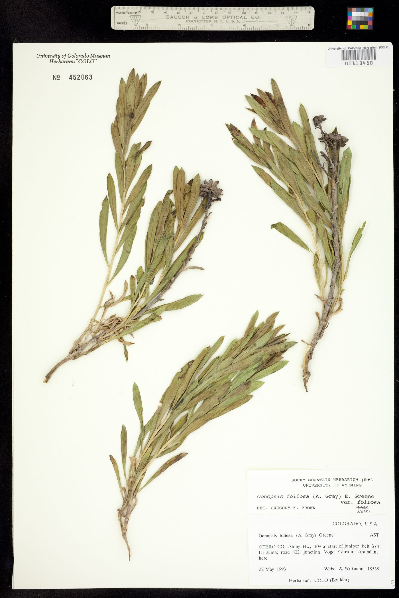 Oönopsis foliosa var. foliosa image
