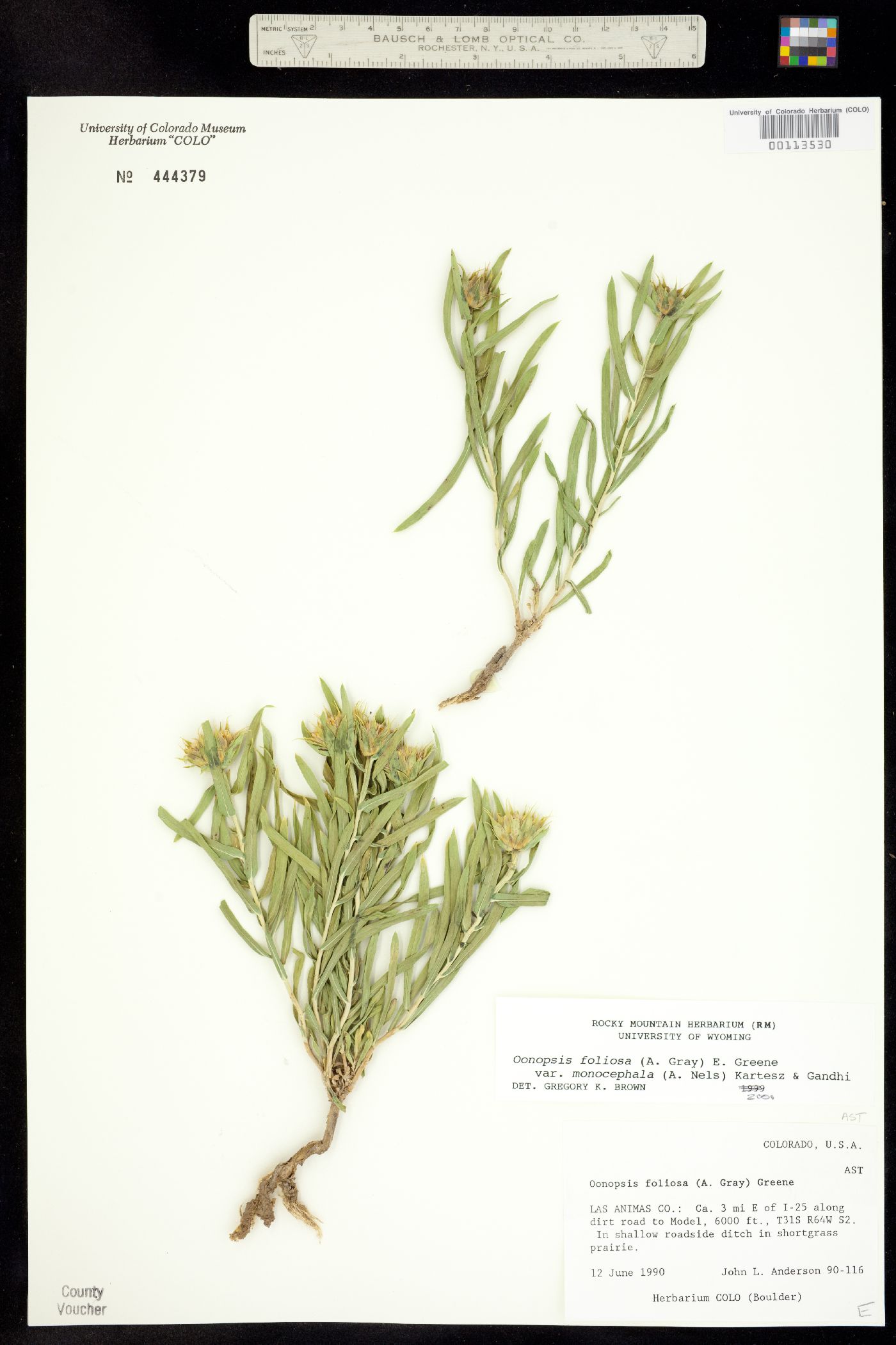 Oönopsis foliosa var. monocephala image