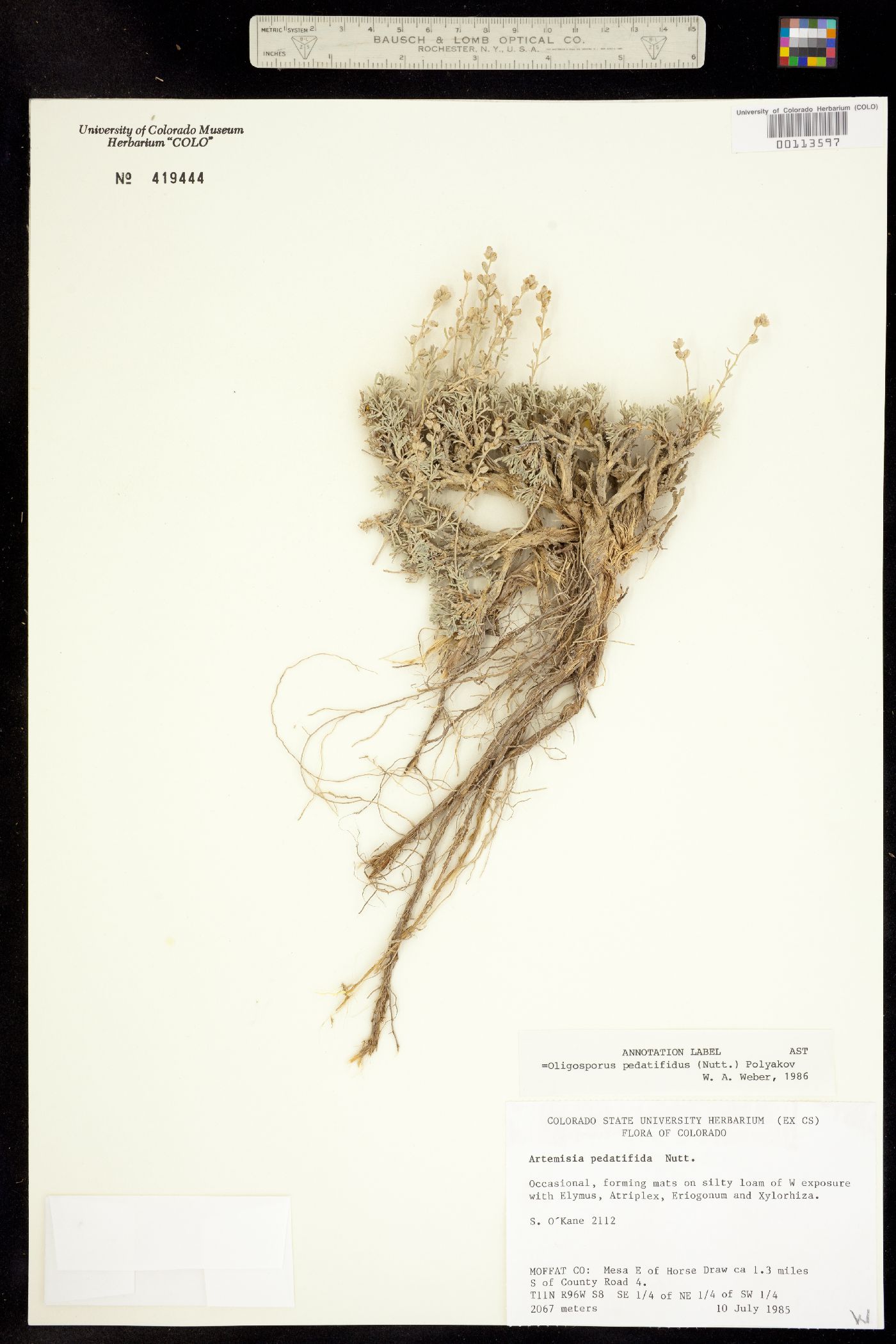 Artemisia pedatifida image