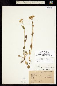 Packera dimorphophylla subsp. dimorphophylla image