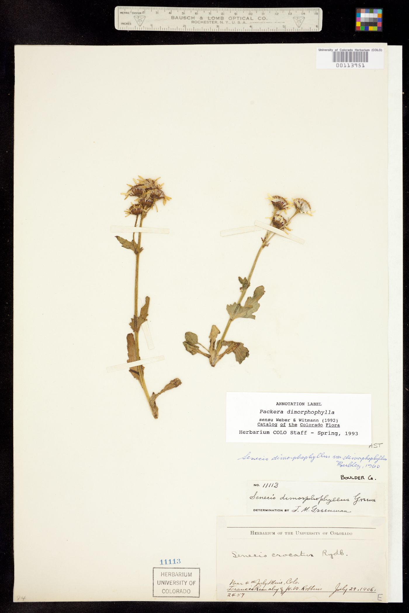 Packera dimorphophylla subsp. dimorphophylla image