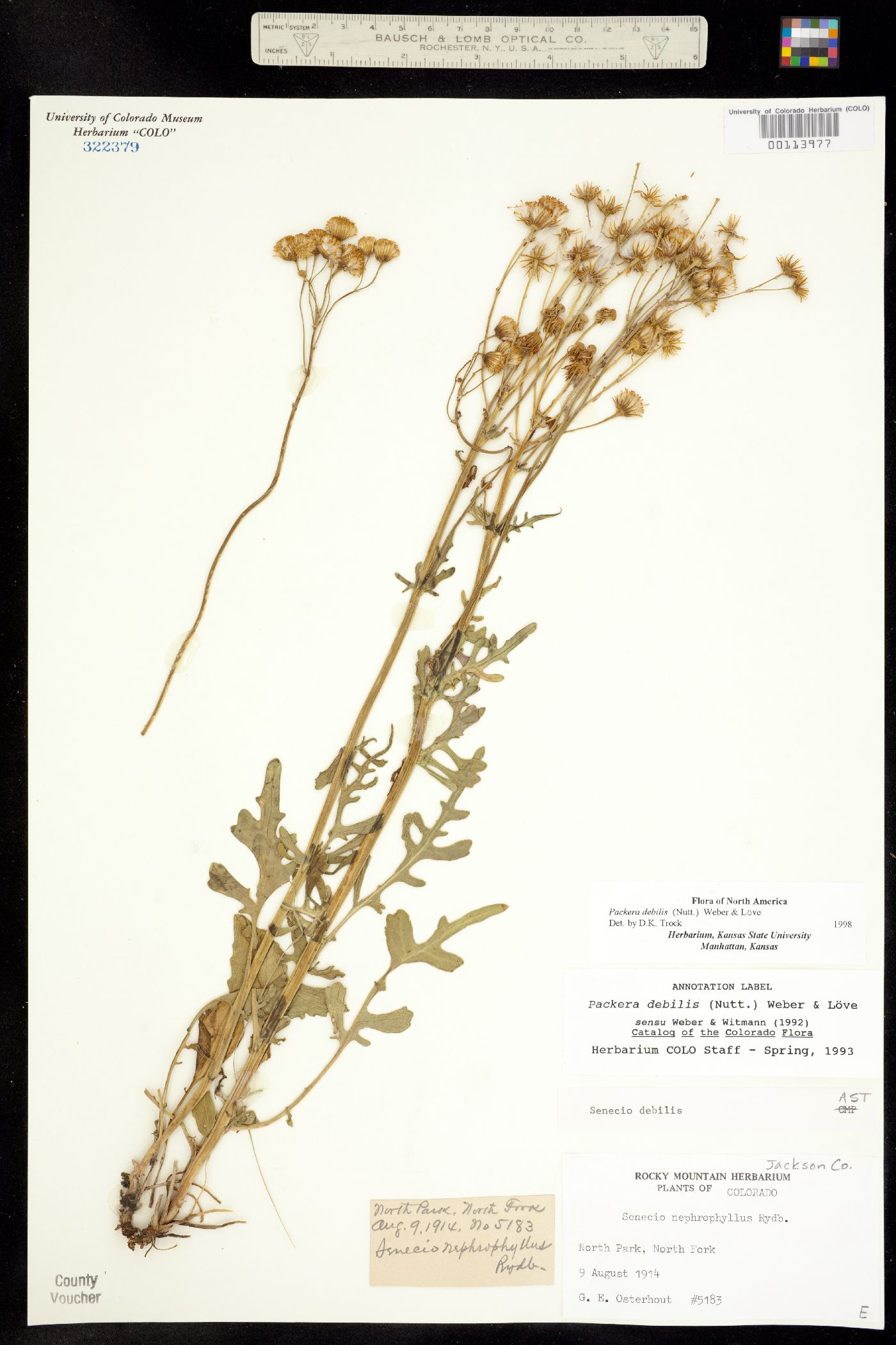 Packera debilis image