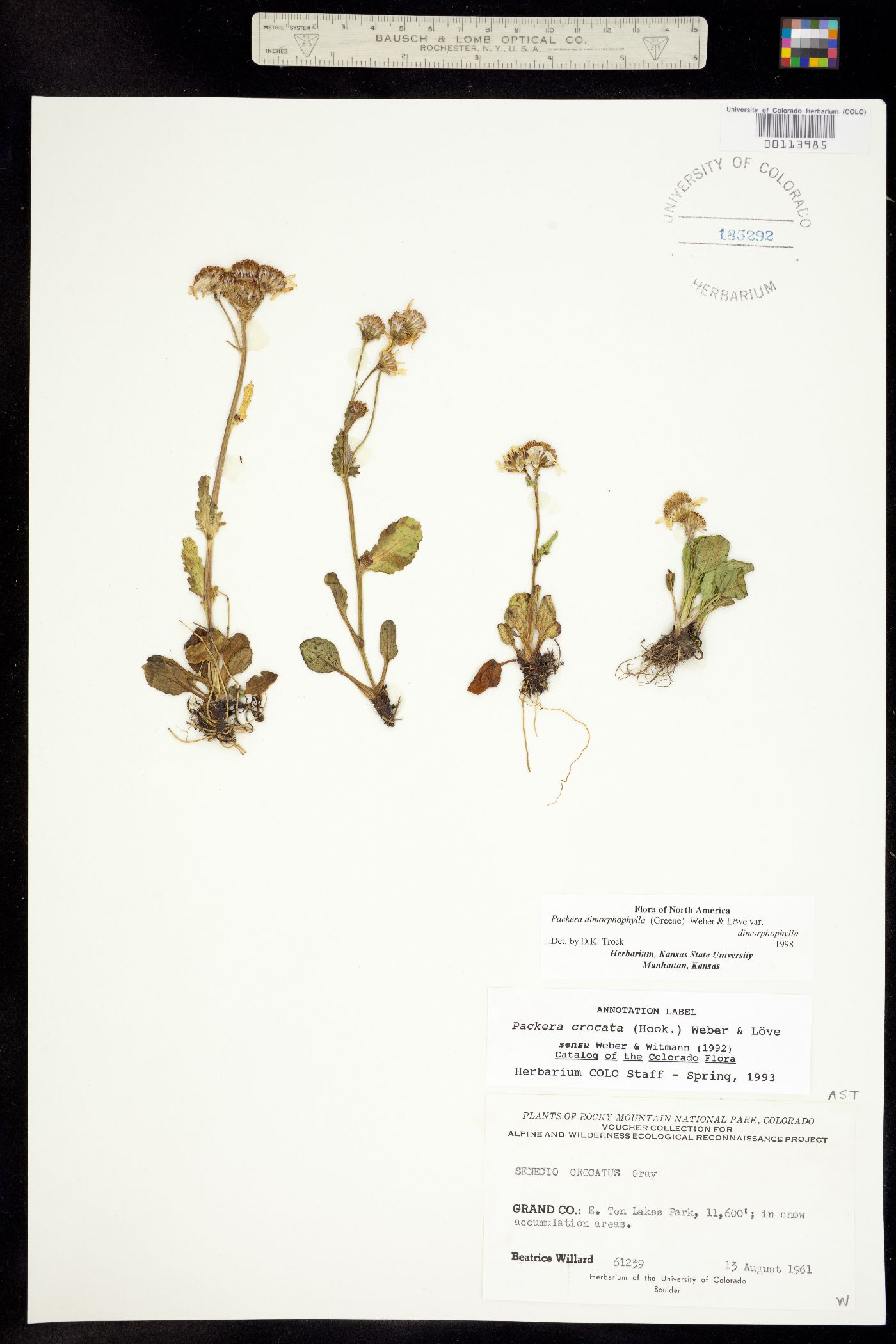 Packera crocata image