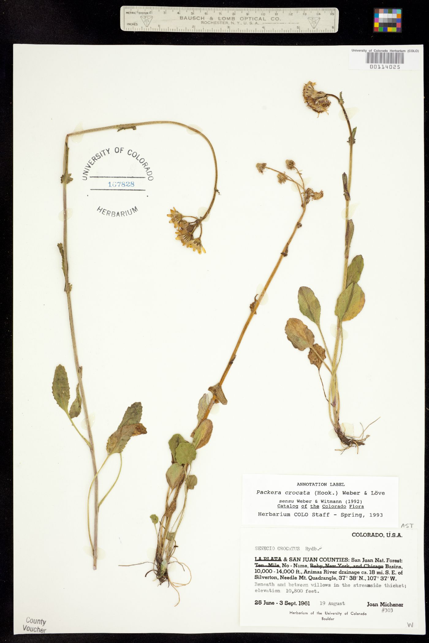 Packera intermedia image