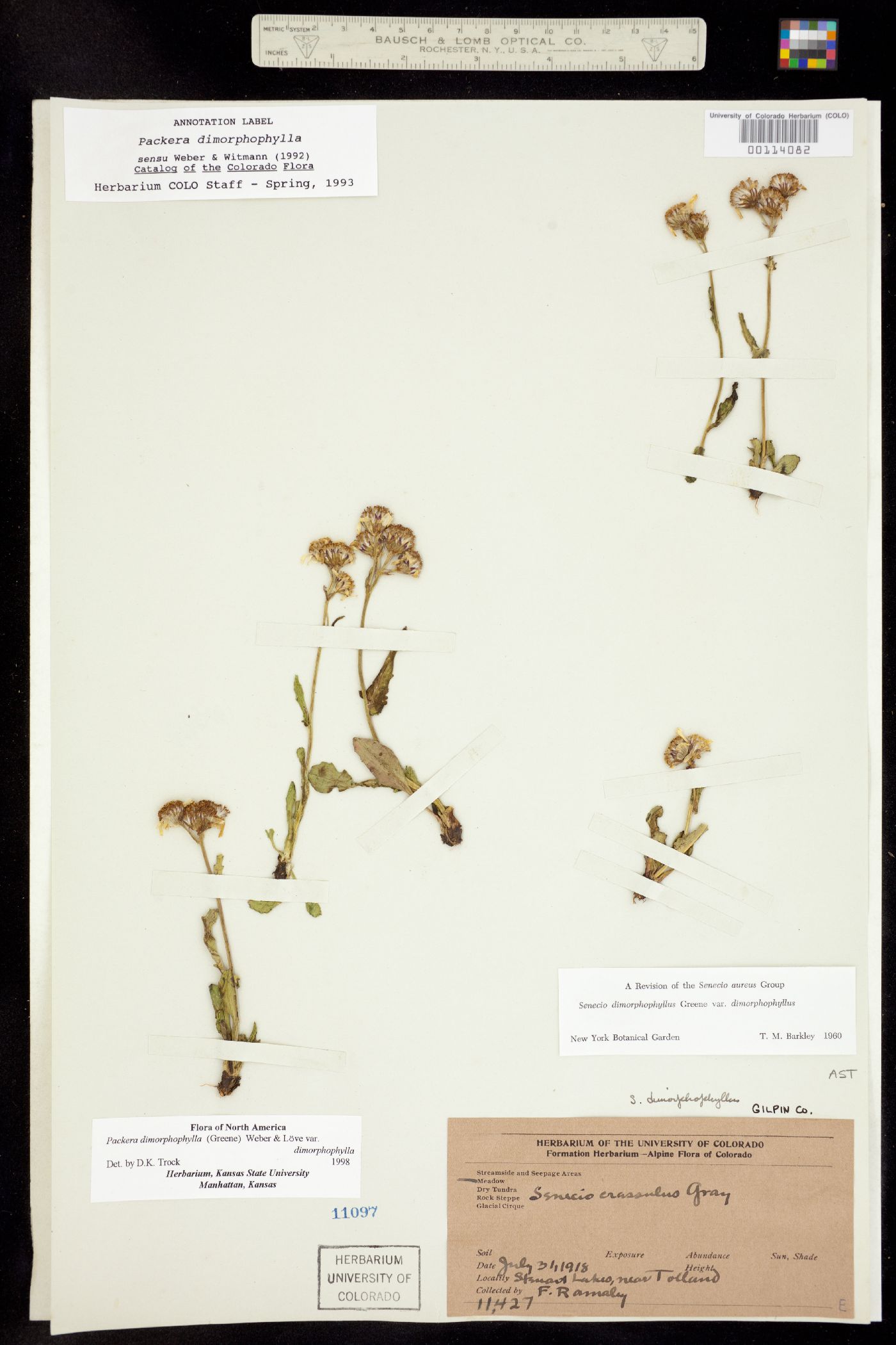 Packera dimorphophylla var. dimorphophylla image