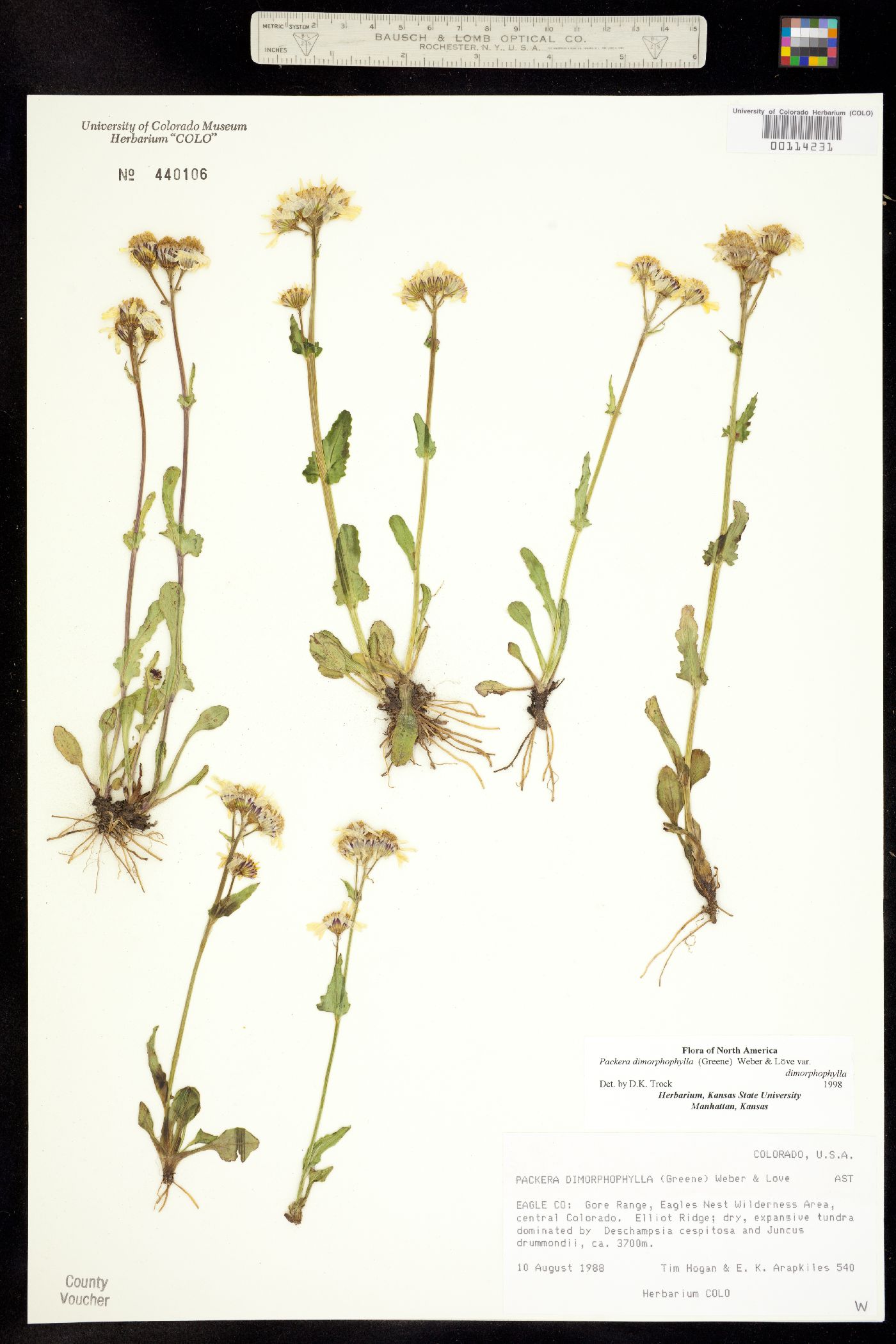 Packera dimorphophylla var. dimorphophylla image