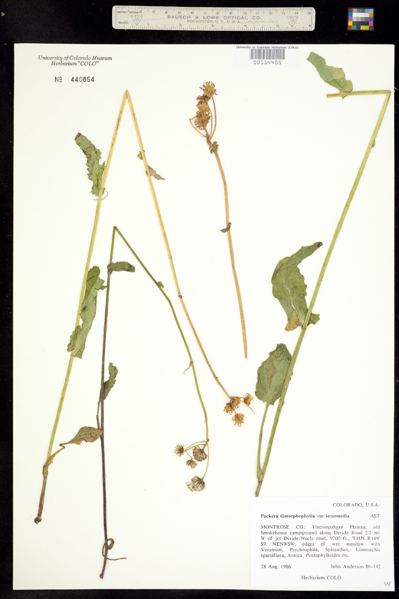 Packera dimorphophylla var. intermedia image