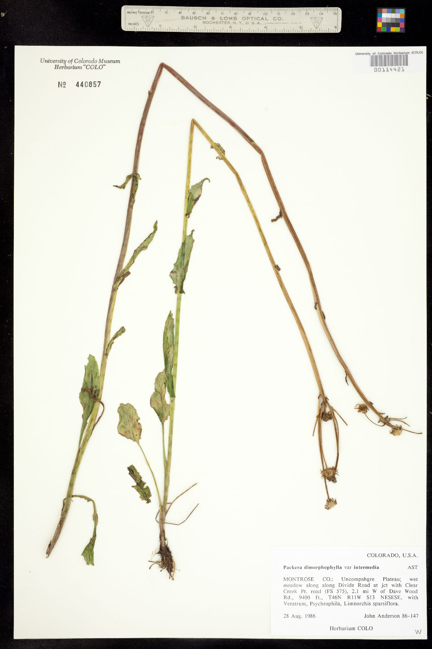 Packera dimorphophylla var. intermedia image