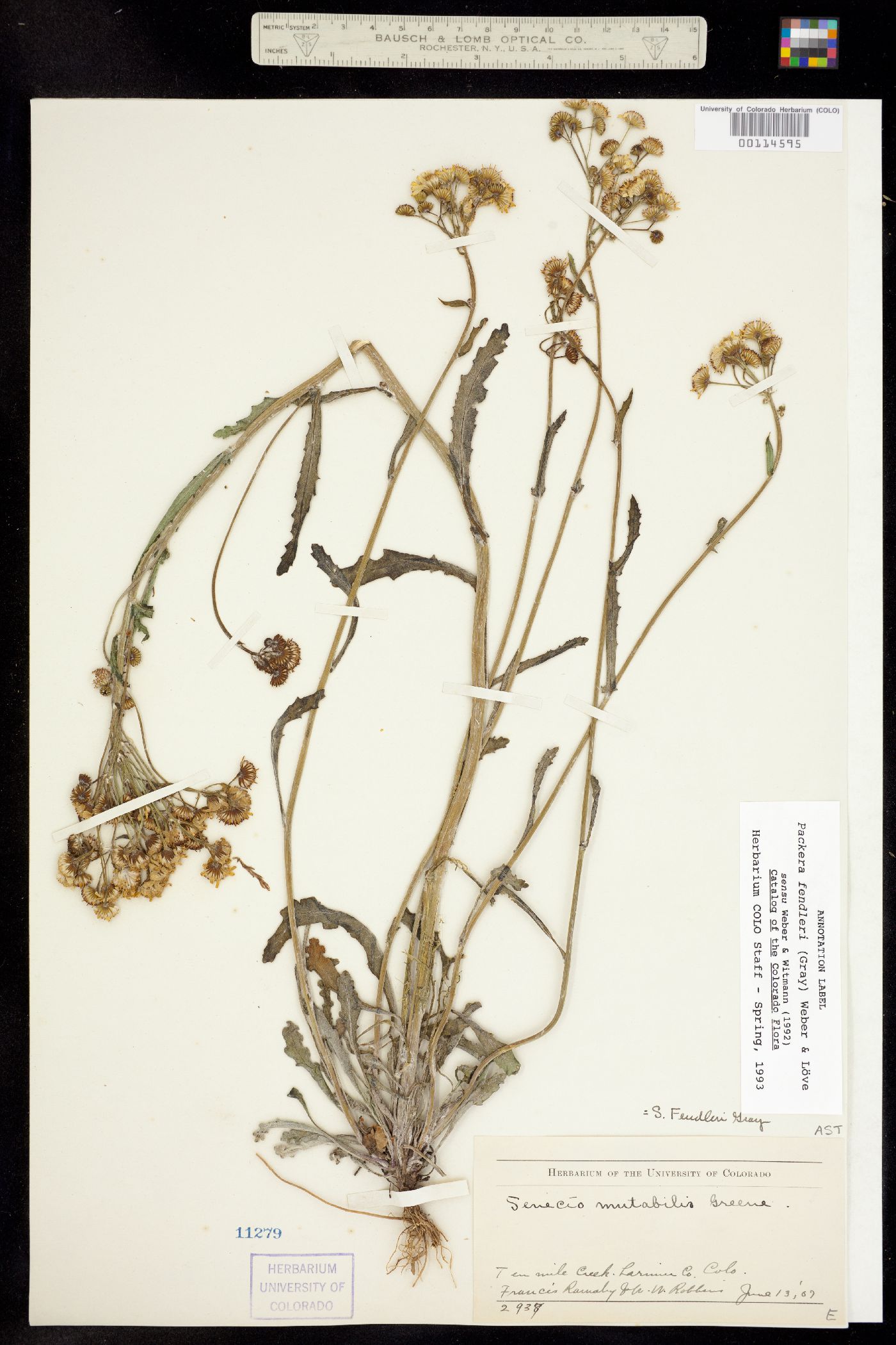 Packera fendleri image