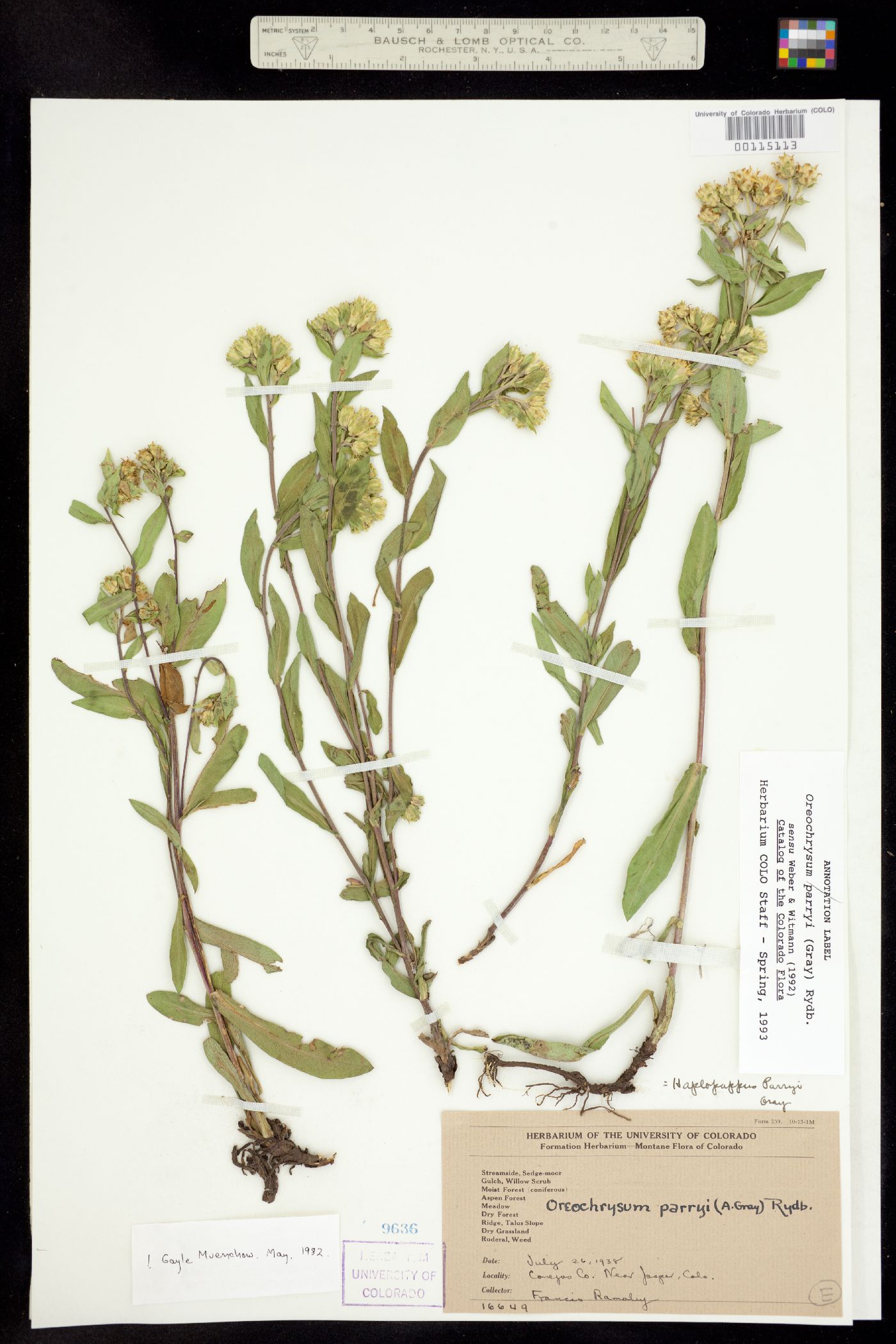 Oreochrysum parryi image