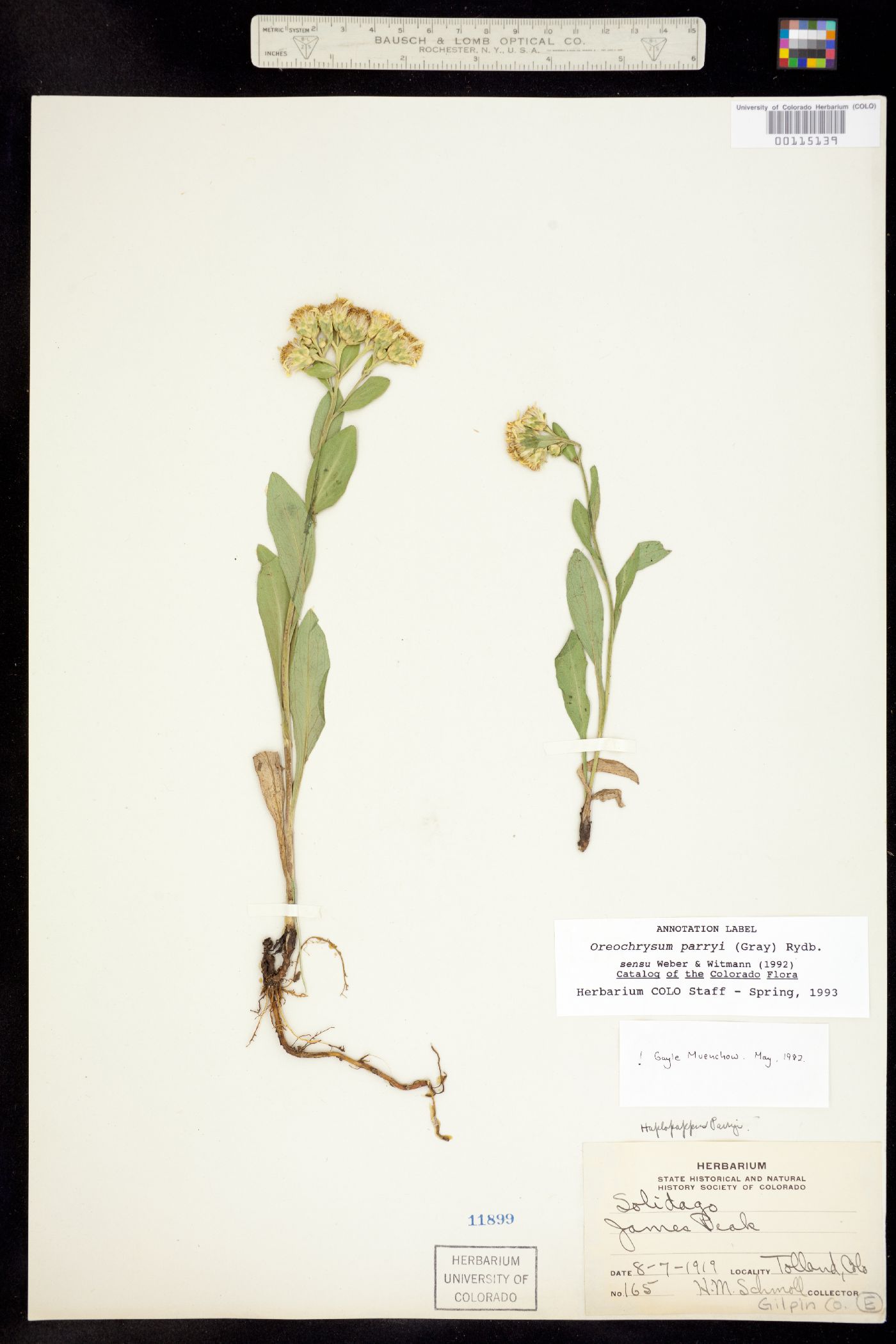 Oreochrysum parryi image