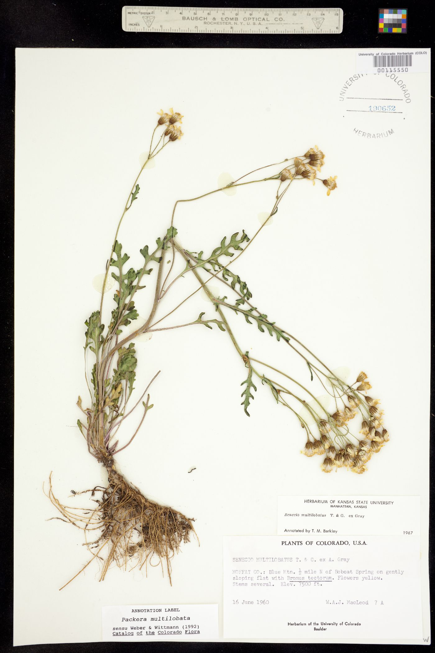 Packera multilobata image