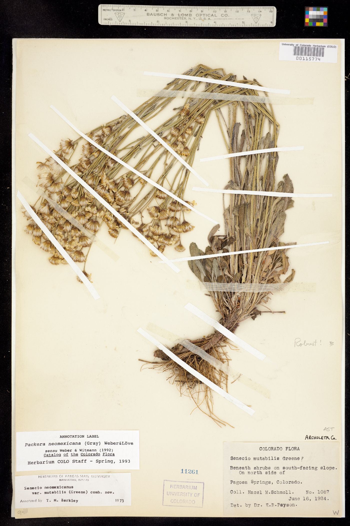 Packera neomexicana image